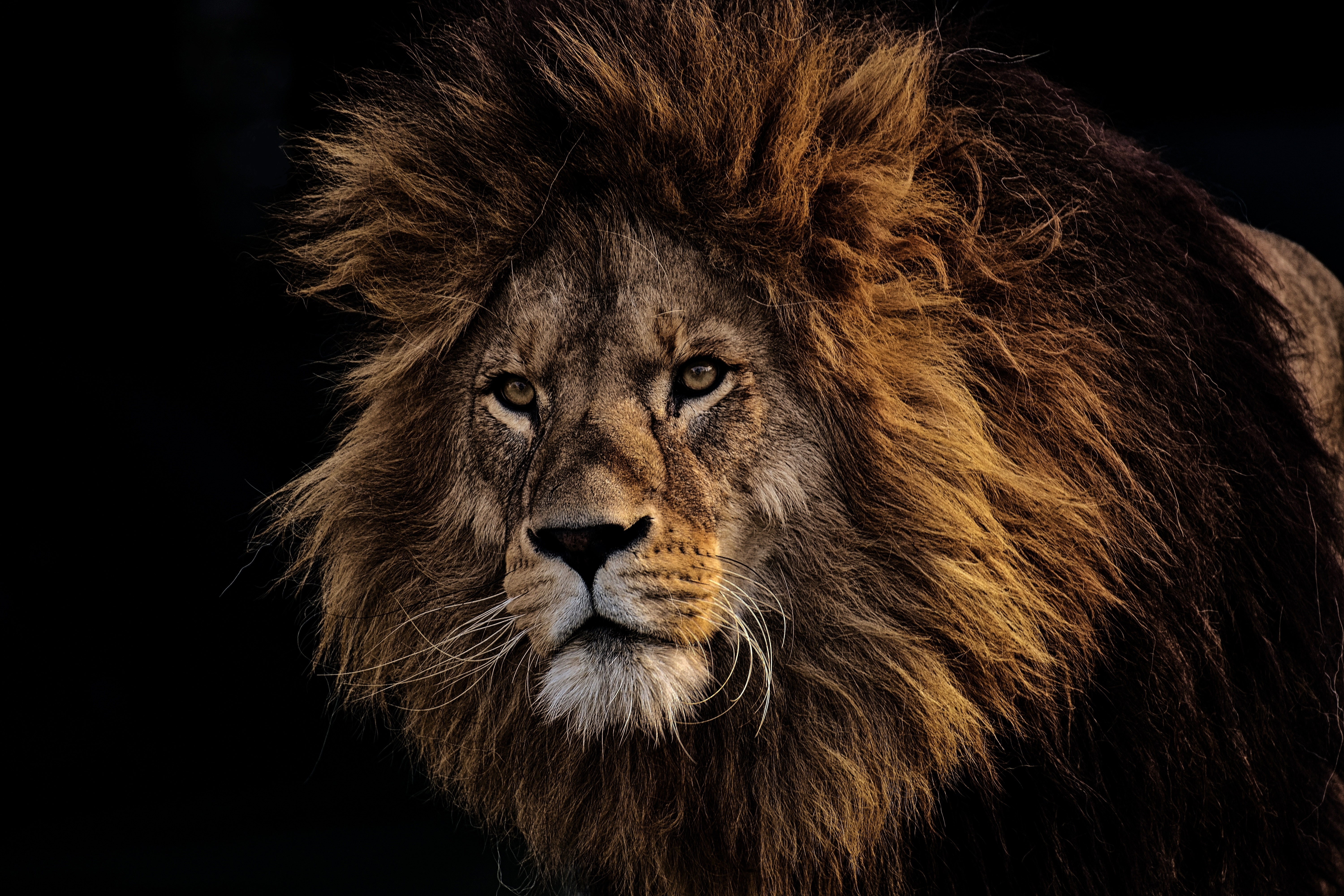 animals, lion, predator, king of beasts, muzzle, mane, king of the beasts HD wallpaper