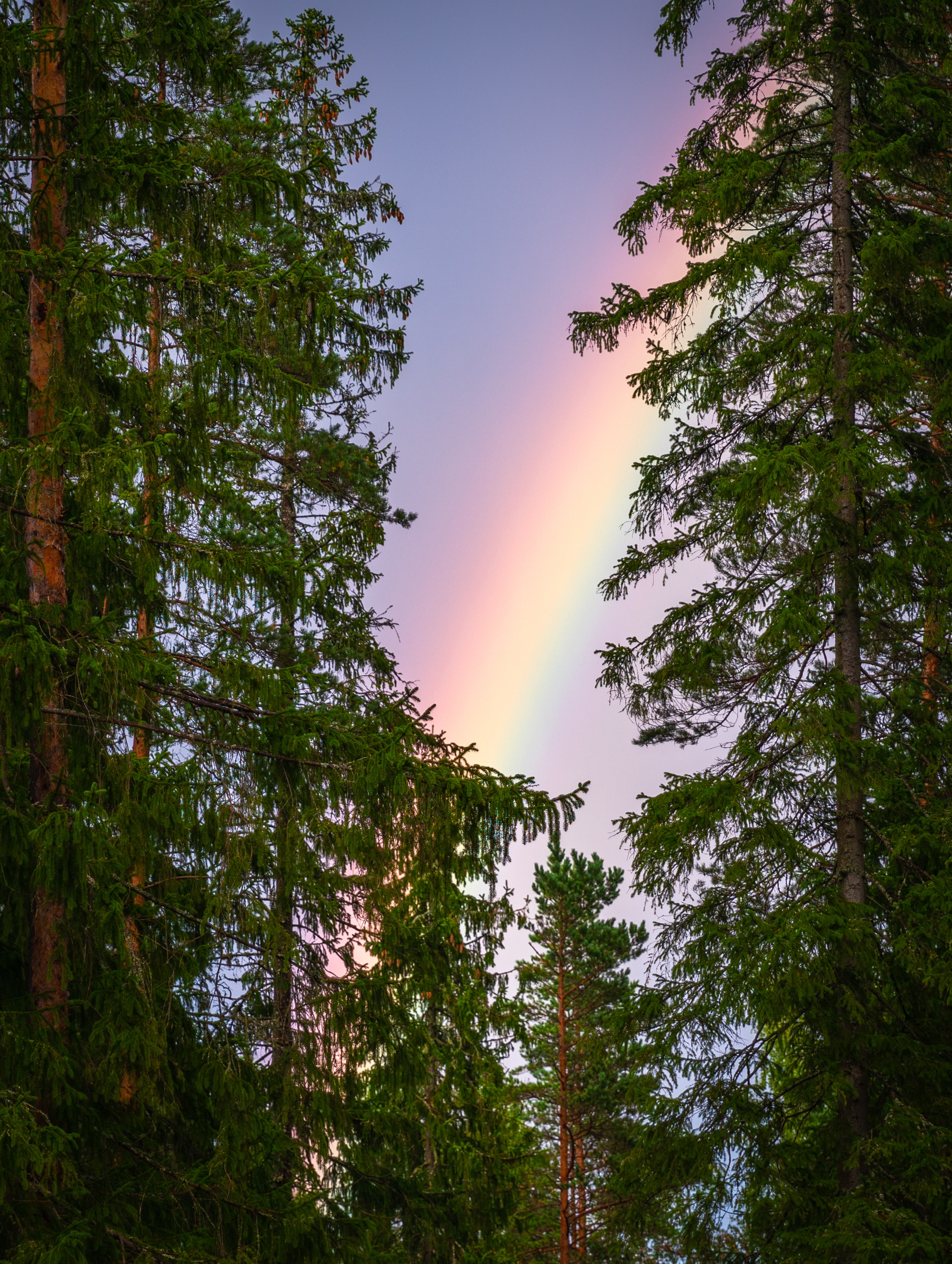 rainbow, nature, after the rain, trees, sky, branches, natural phenomenon cell phone wallpapers