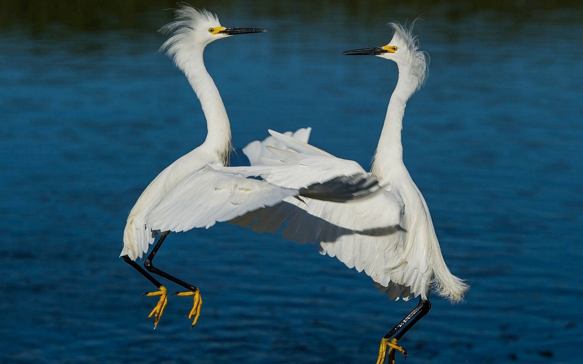 Download mobile wallpaper Rivers, Animals, Heron, Water, Pair, Couple for free.