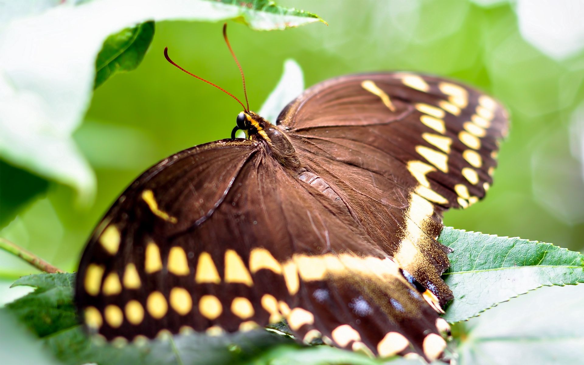 Laden Sie das Farbe, Blätter, Makro, Flügel, Schmetterling-Bild kostenlos auf Ihren PC-Desktop herunter