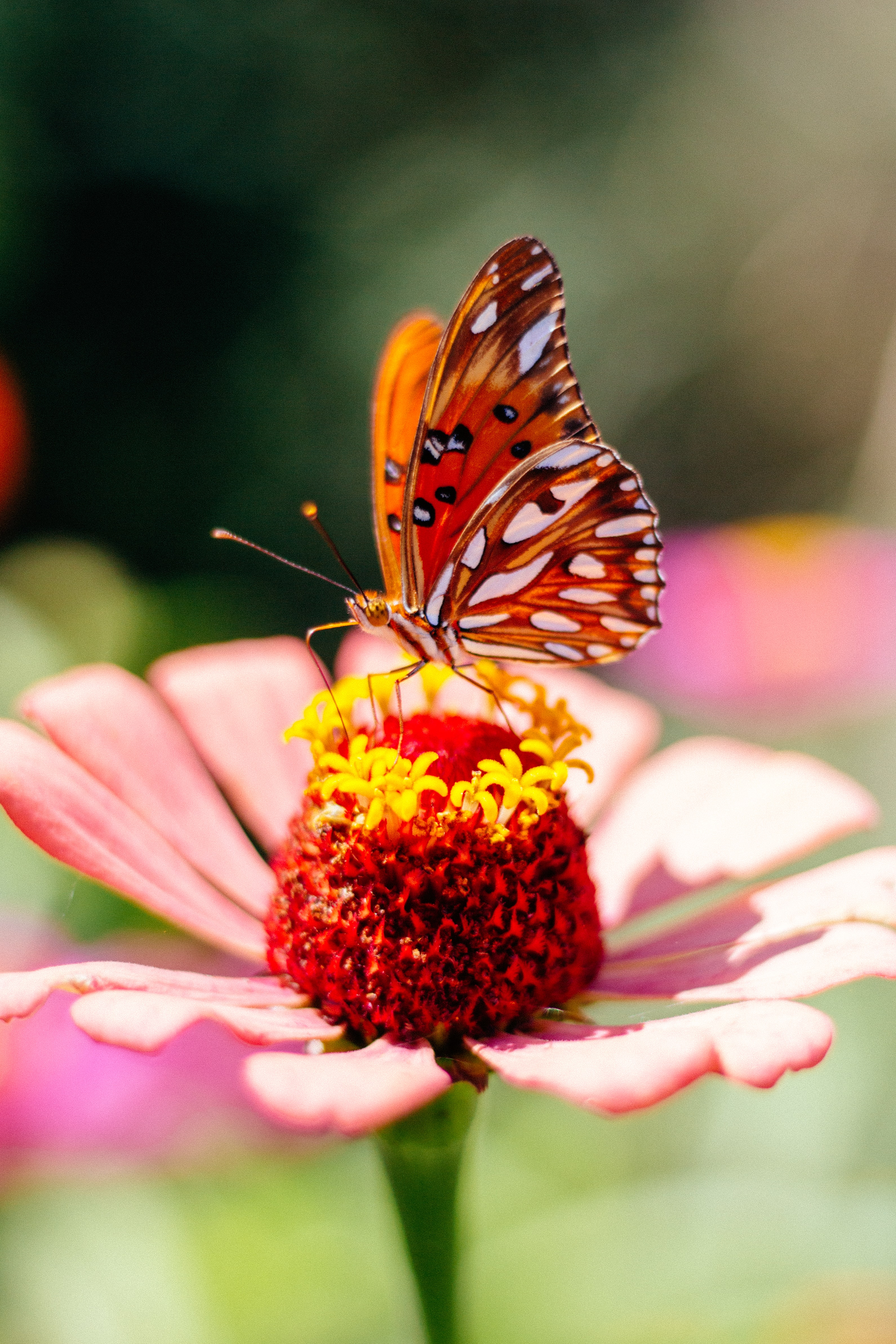 Download PC Wallpaper petals, flower, macro, butterfly