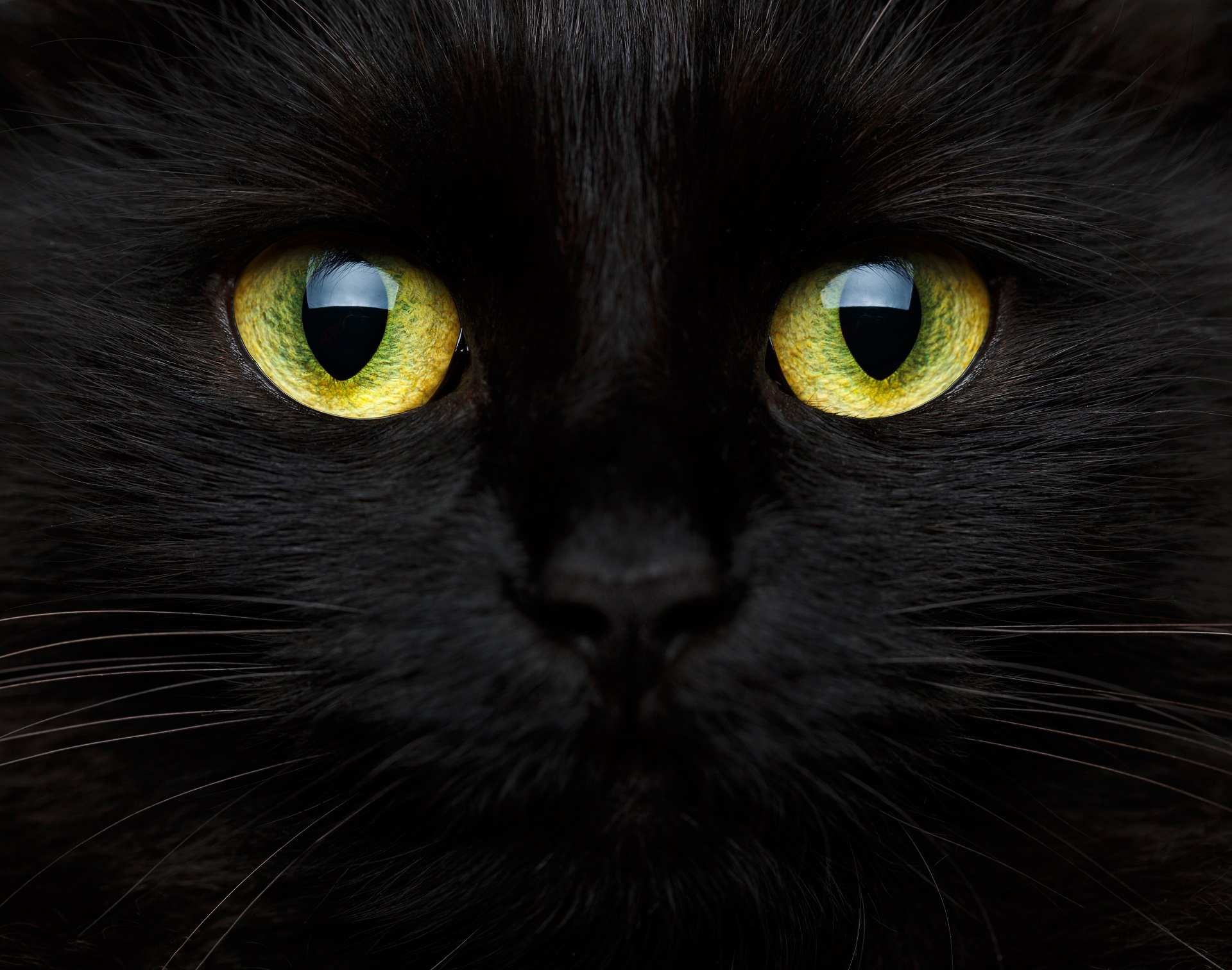 Черный кот мордашка