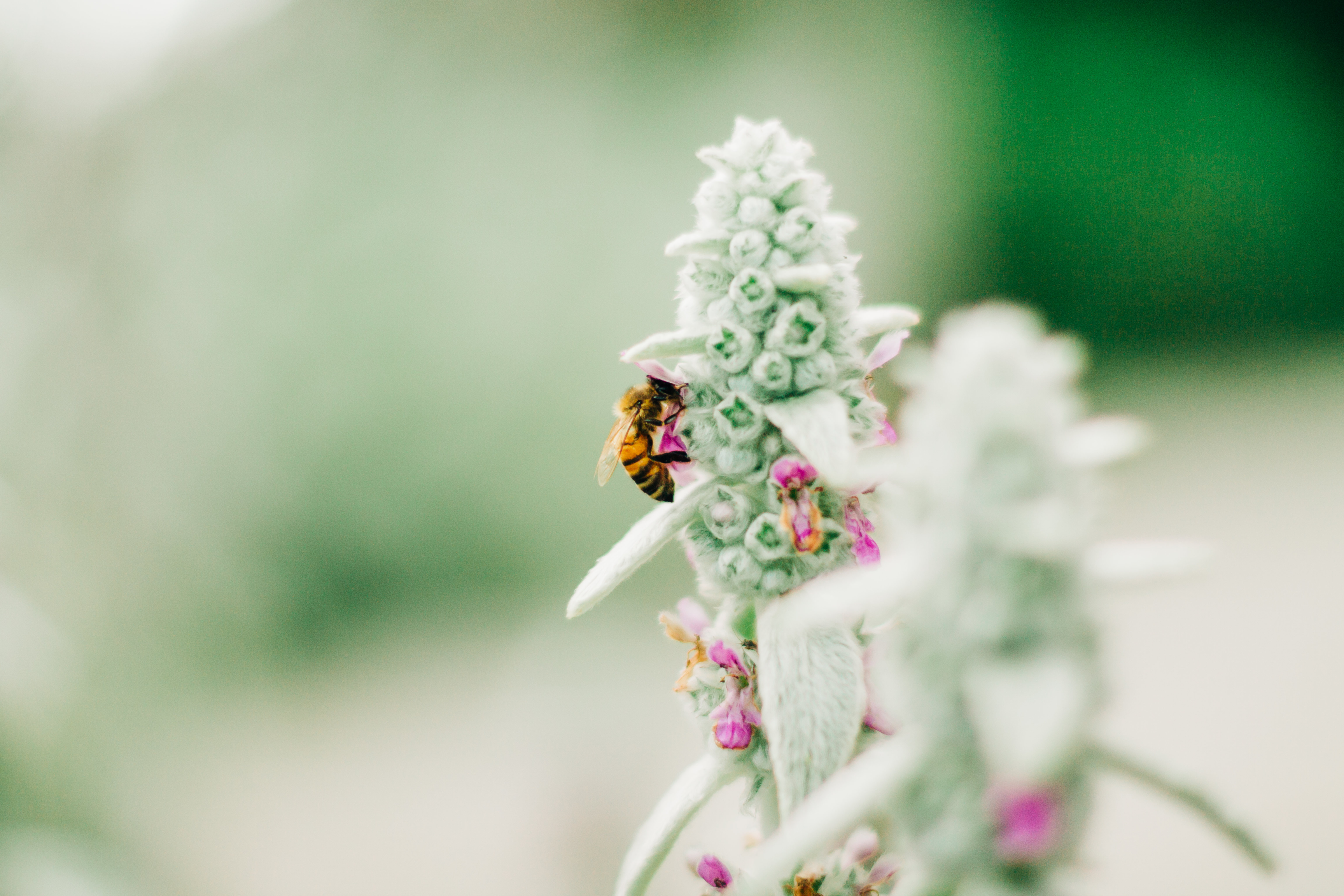 macro, flower, insect, bee, focus 32K