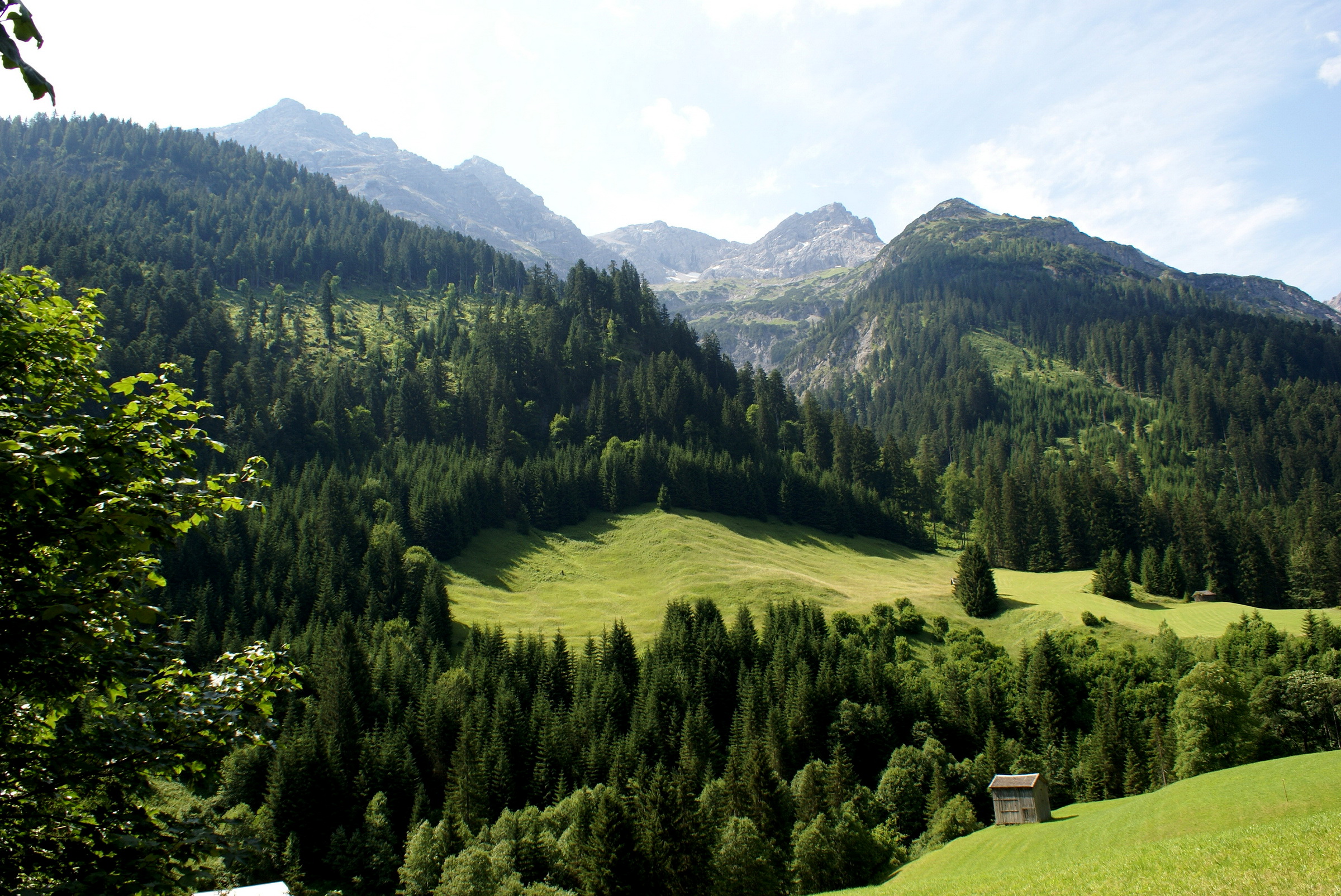 Восточный Тироль Австрия лес