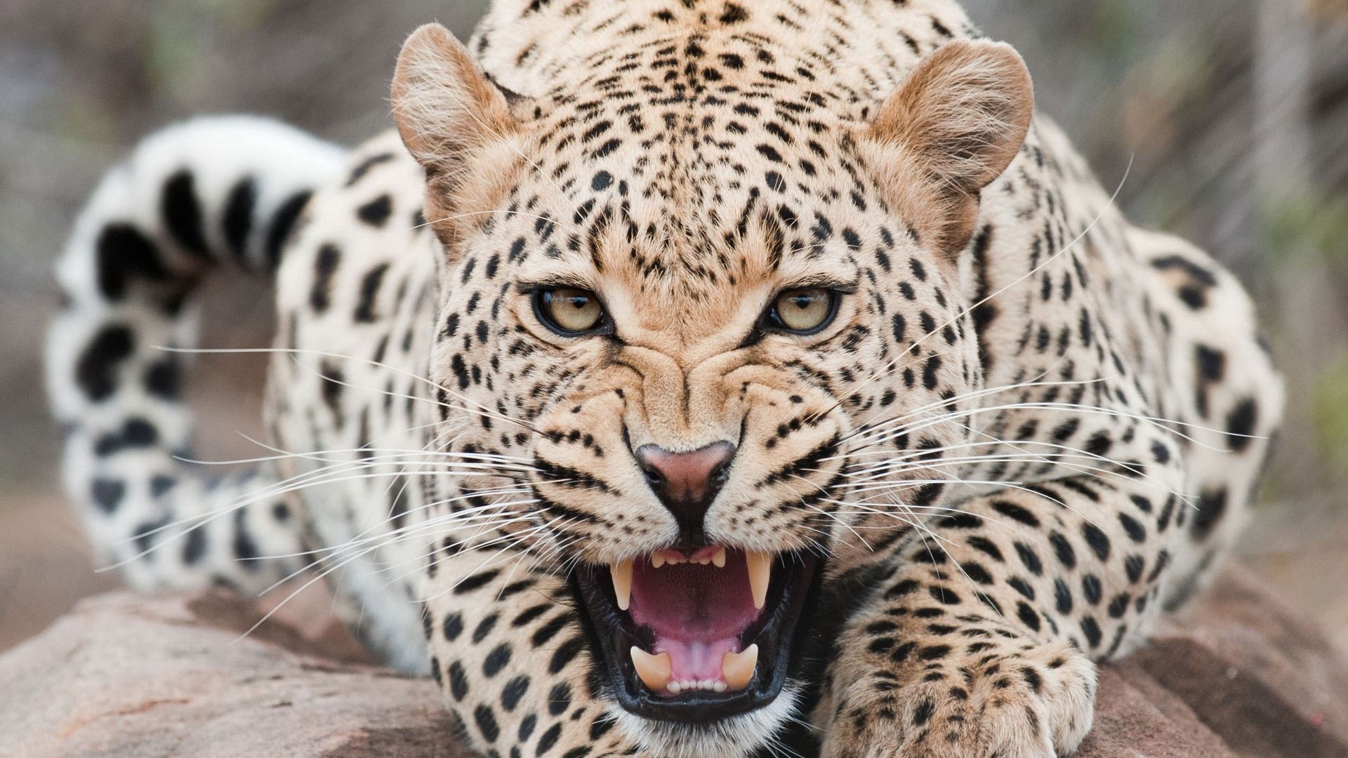 muzzle, grin, predator, animals, leopard, aggression
