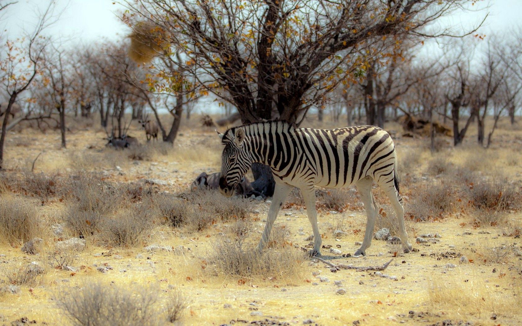 Descarga gratuita de fondo de pantalla para móvil de Naturaleza, África, Animales, Cebra.