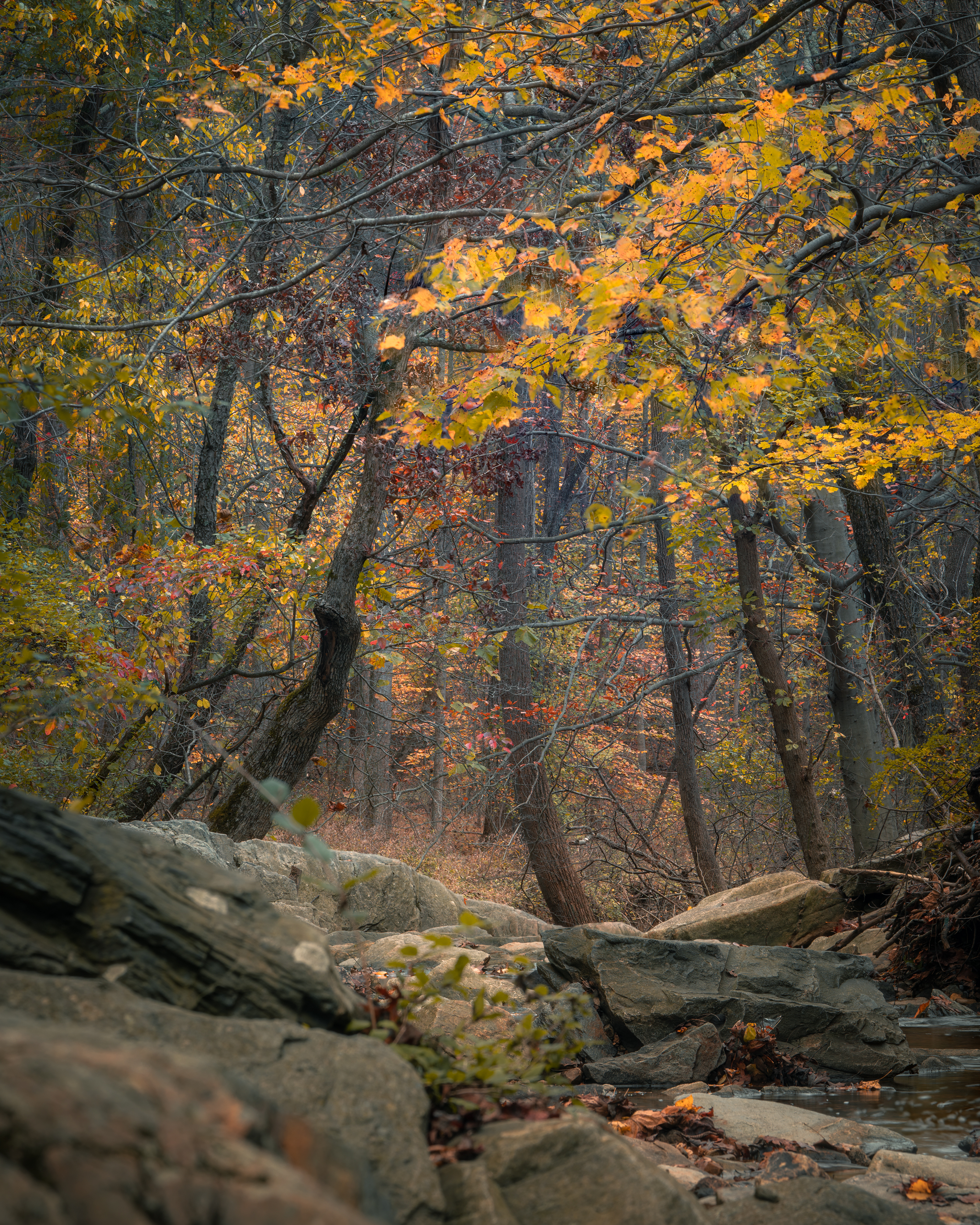 Download mobile wallpaper Rocks, Forest, Trees, Nature, Autumn for free.