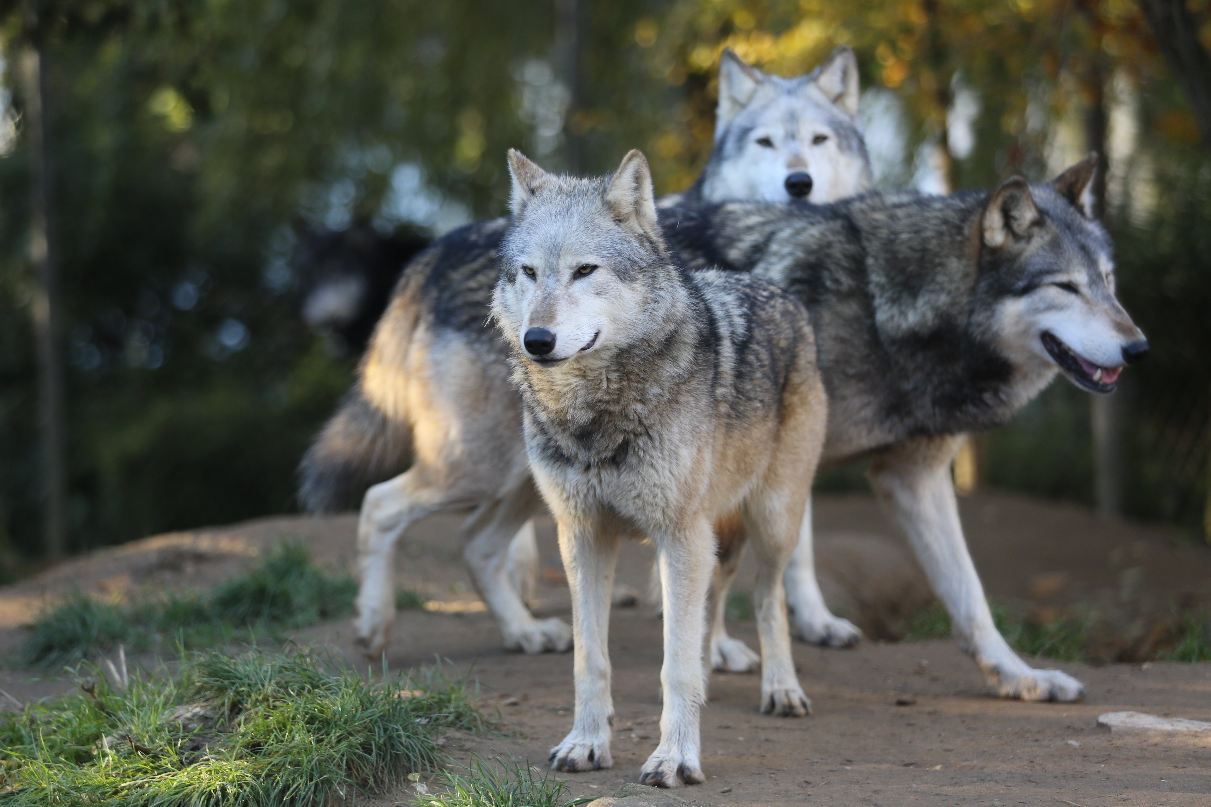animals, wolfs, predator, sight, opinion, flock Desktop home screen Wallpaper