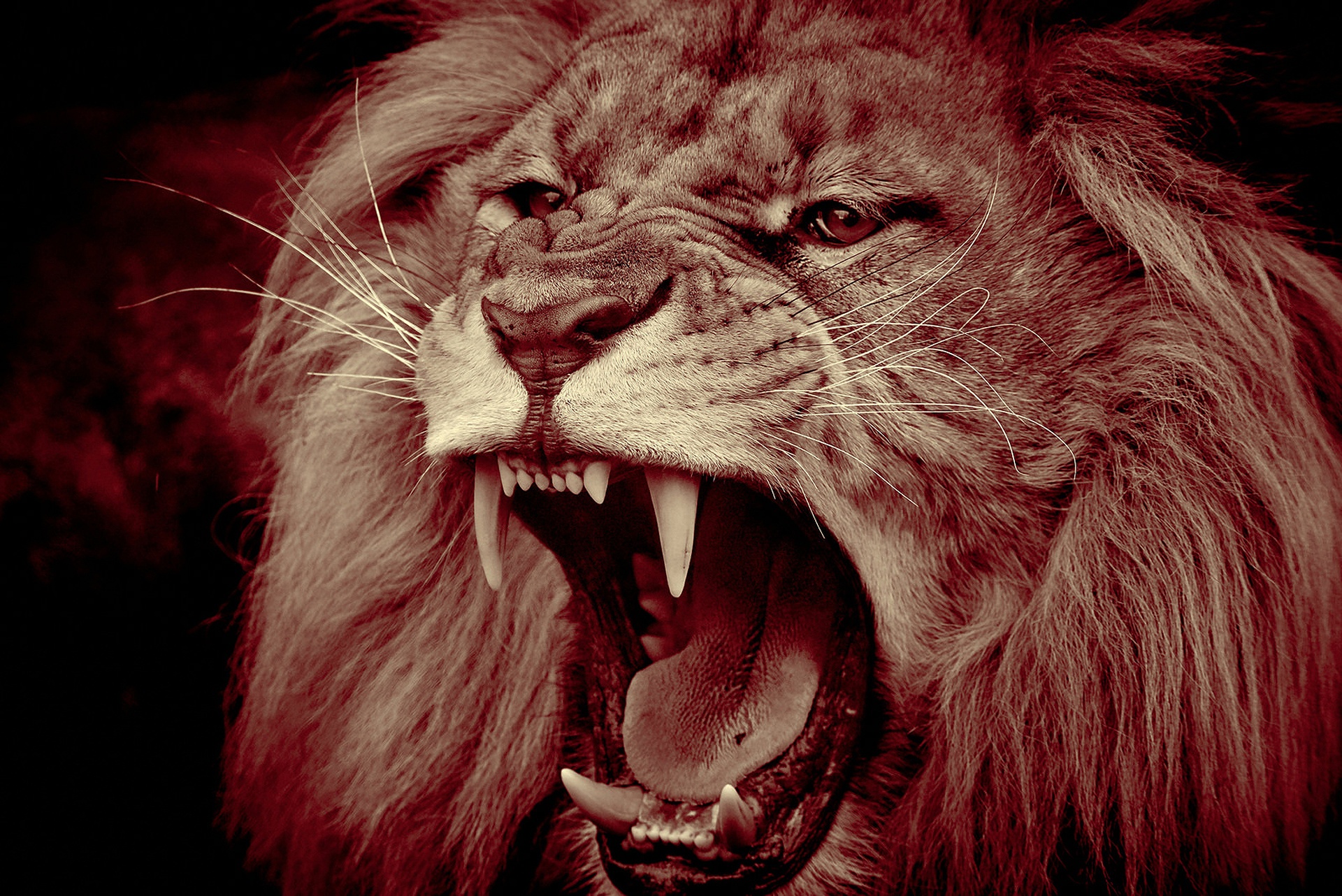 lion, animal, mouth, muzzle, cats 5K