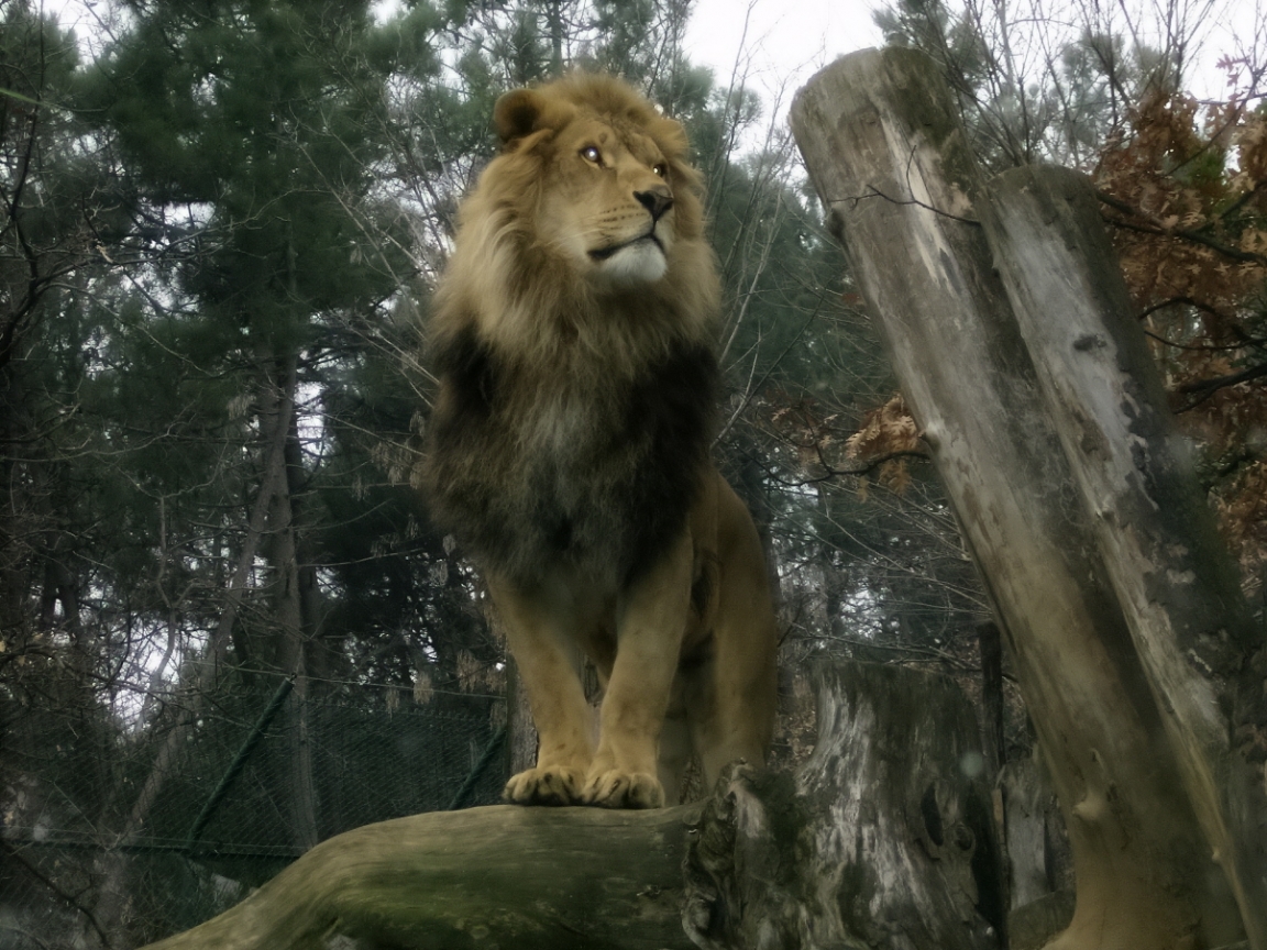 1154 descargar fondo de pantalla leones, animales: protectores de pantalla e imágenes gratis