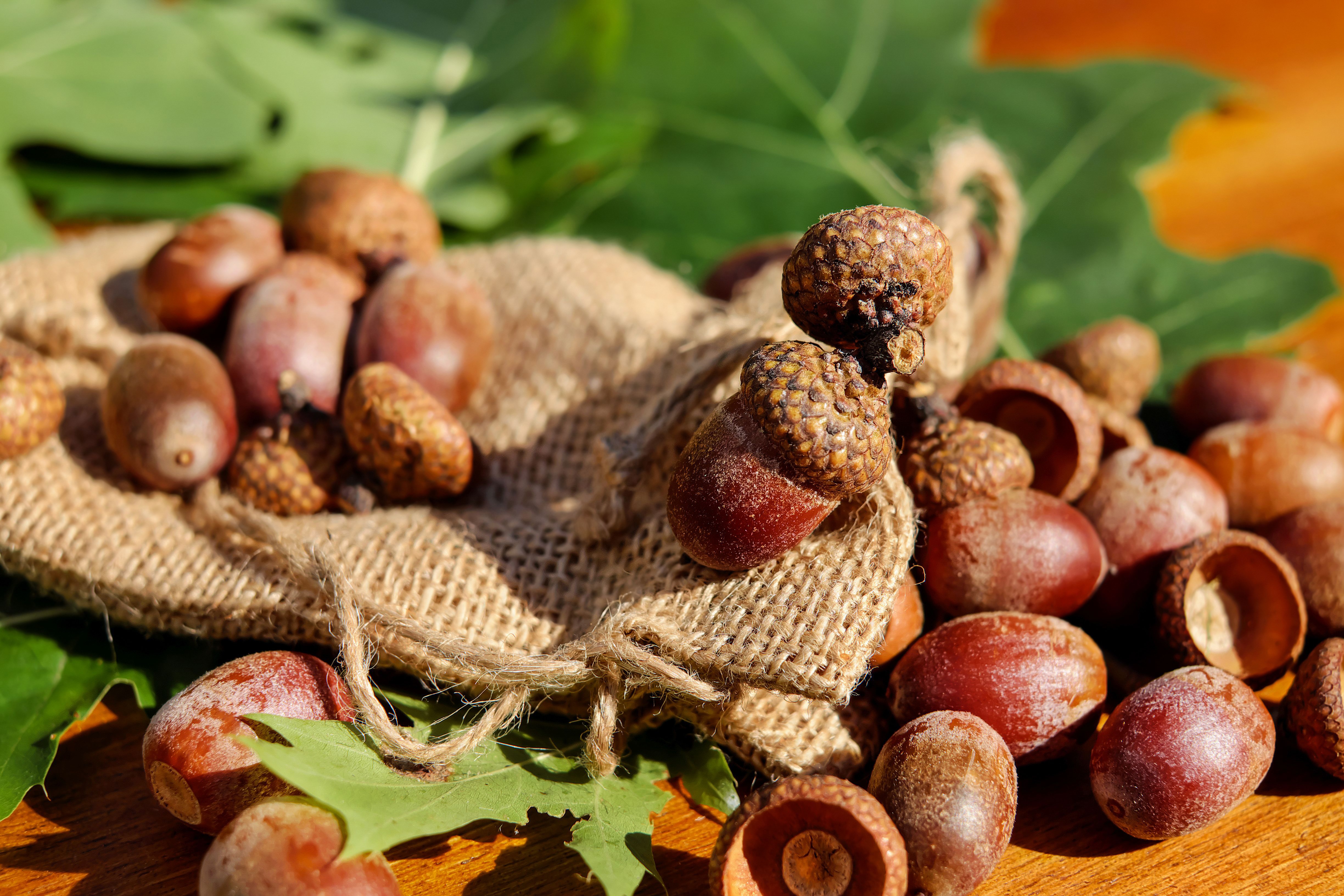 nature, nuts, acorns, fruit, bag, sack