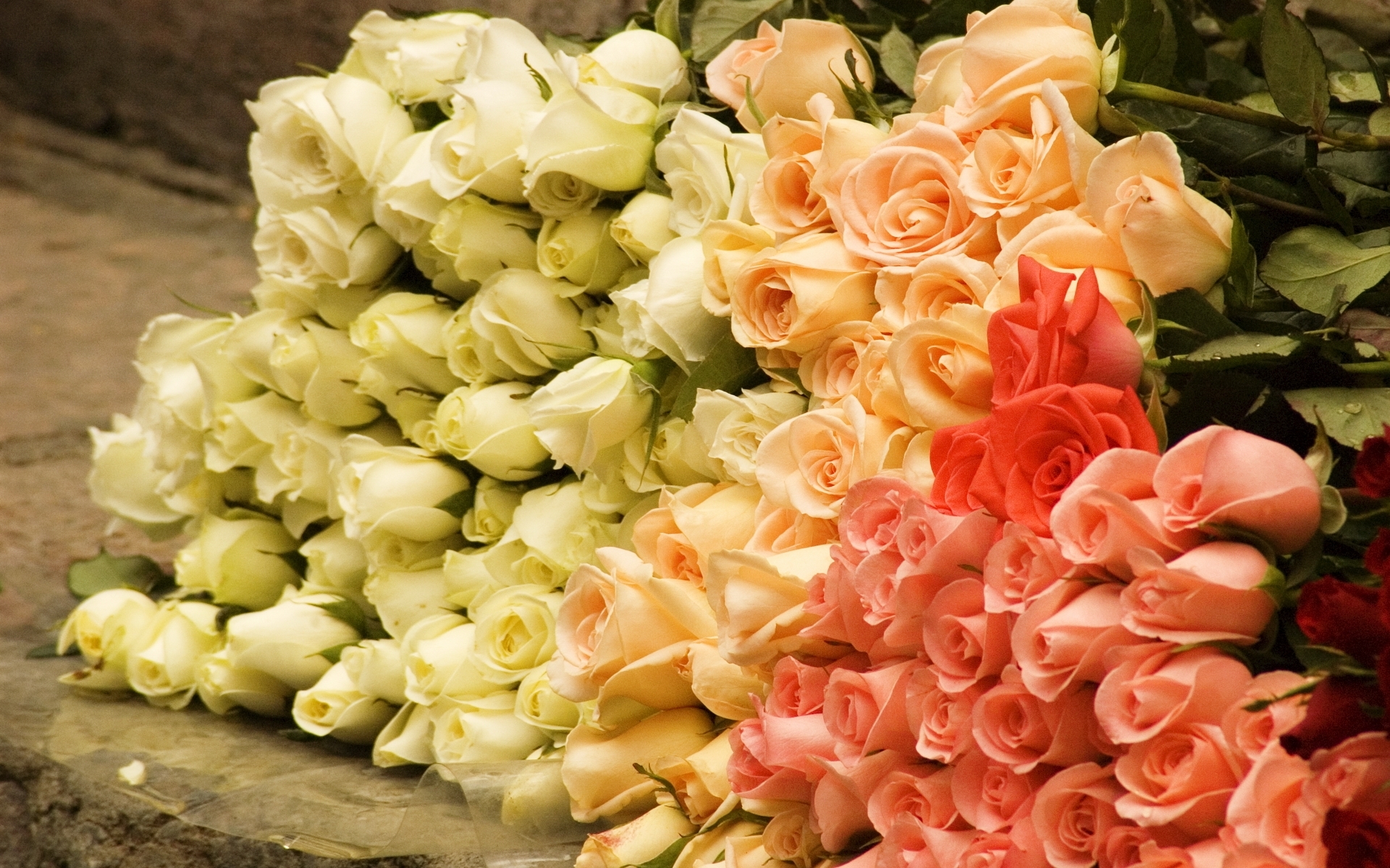 46141 baixar papel de parede plantas, flores, rosas, amarelo - protetores de tela e imagens gratuitamente