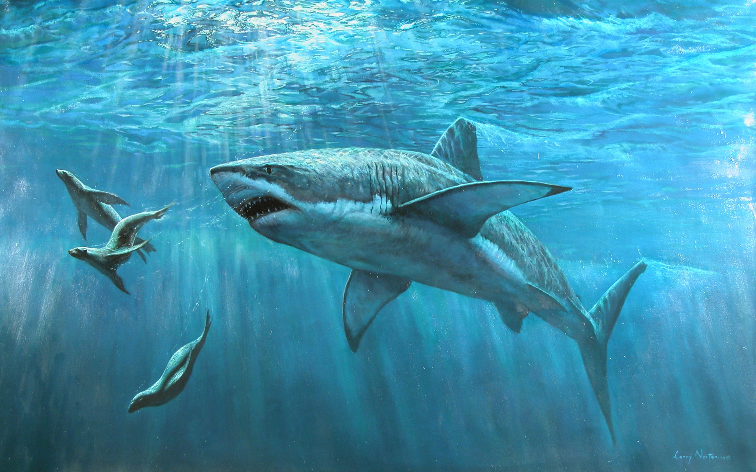 244888 免費下載壁紙 动物, 鲨鱼, 海洋, 海, 水 屏保和圖片