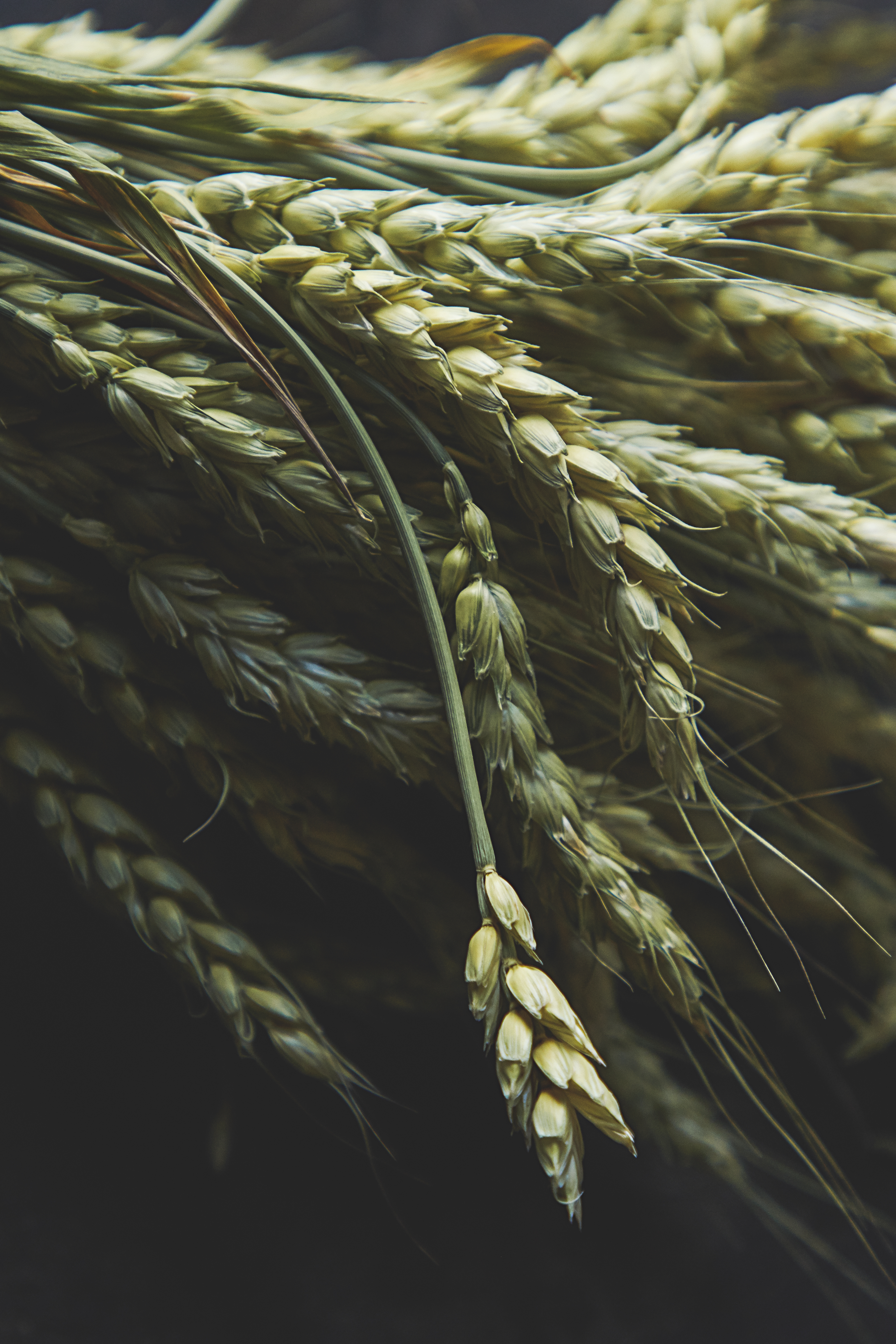wheat, green, macro, ears, spikes
