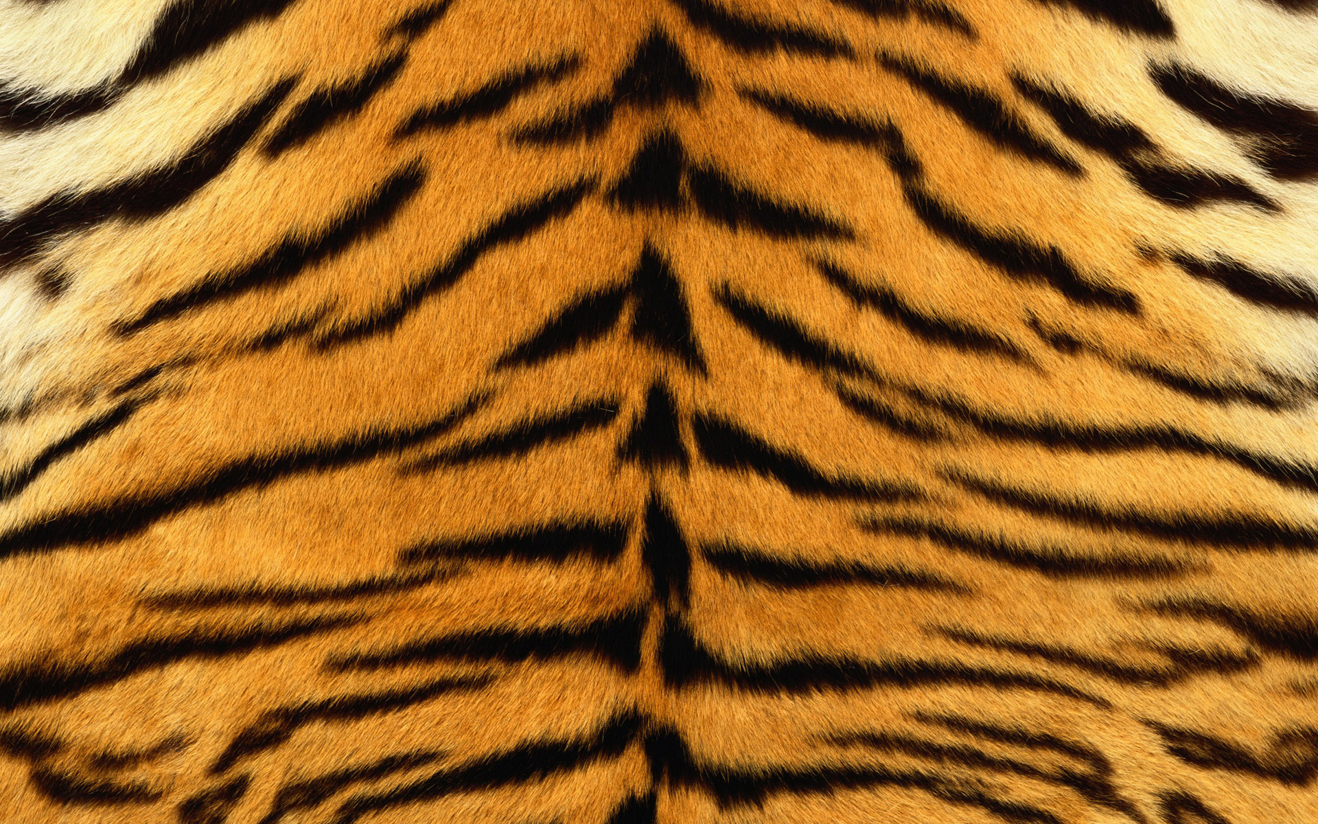 Download Tiger Print wallpapers for mobile phone free Tiger Print HD  pictures