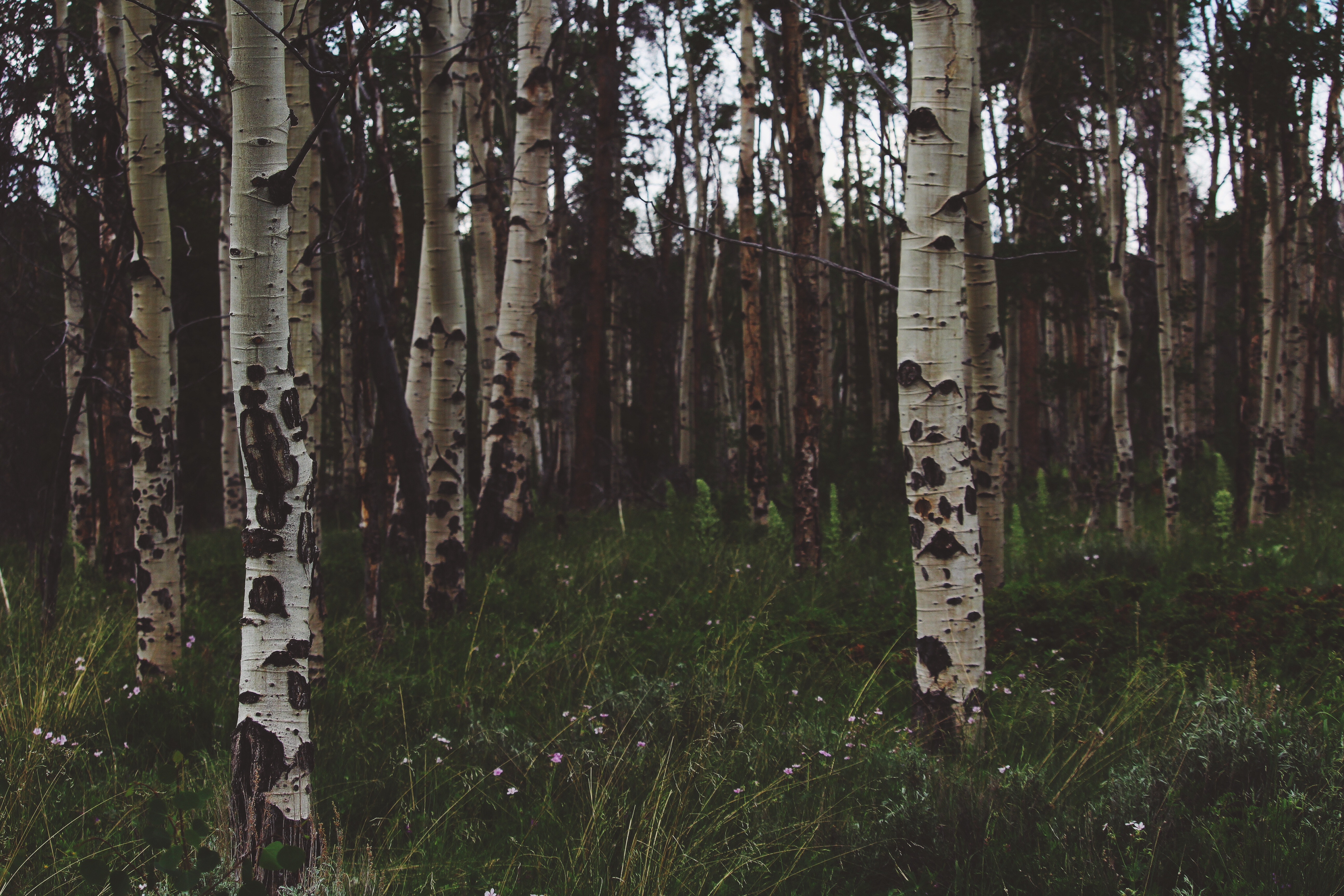 Download mobile wallpaper Forest, Grass, Birches, Trees, Nature, Summer for free.