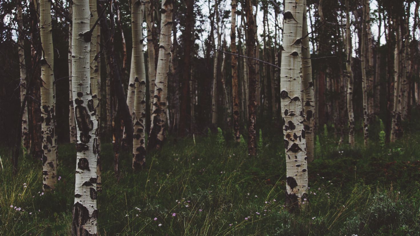 Birch видео. Березово-лиственничный лес. Дьяковский лес деревья береза Ива. Березовая роща Кострома. Березовая роща Рязань.