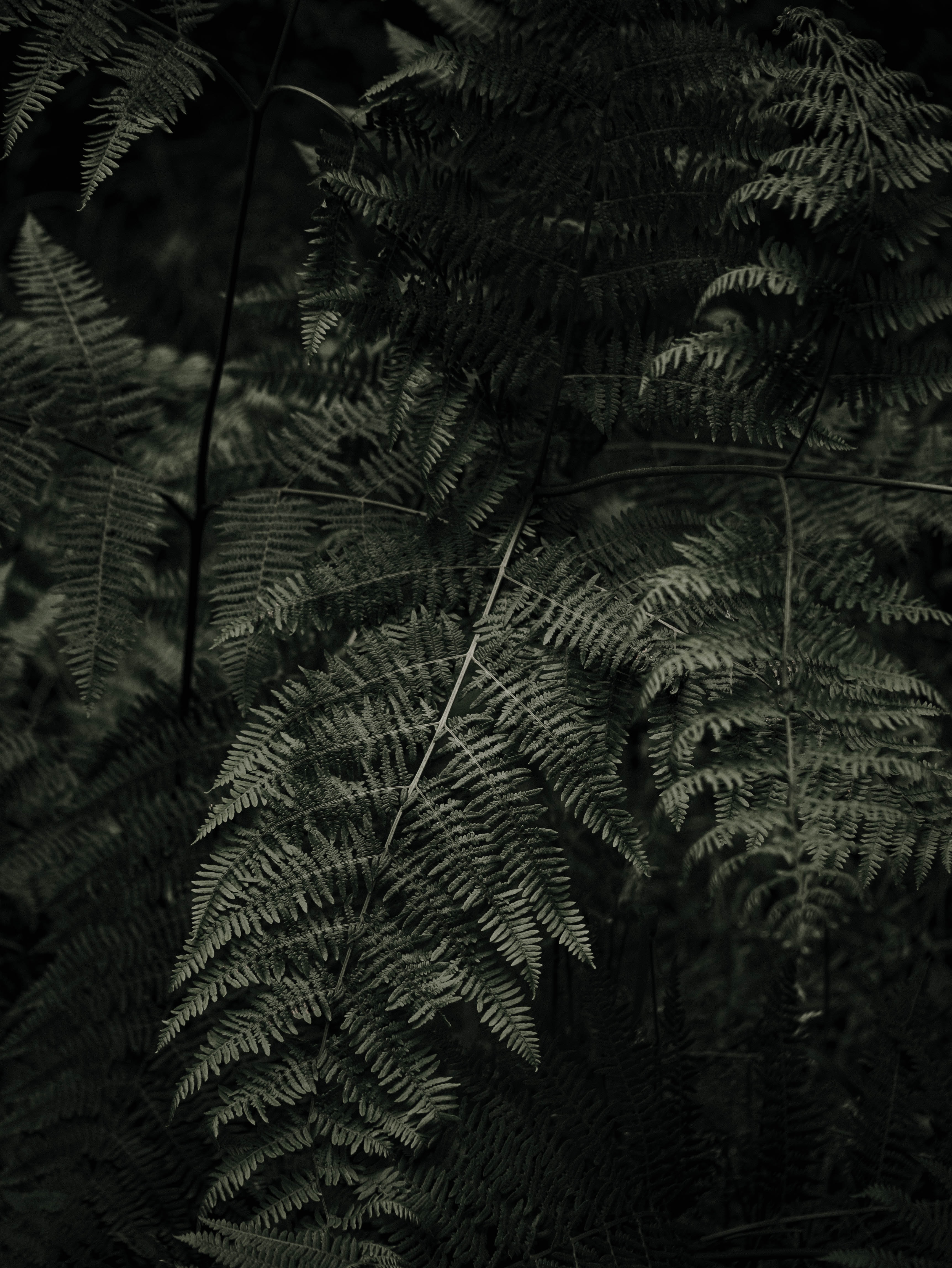 fern, green, plant, macro HD wallpaper