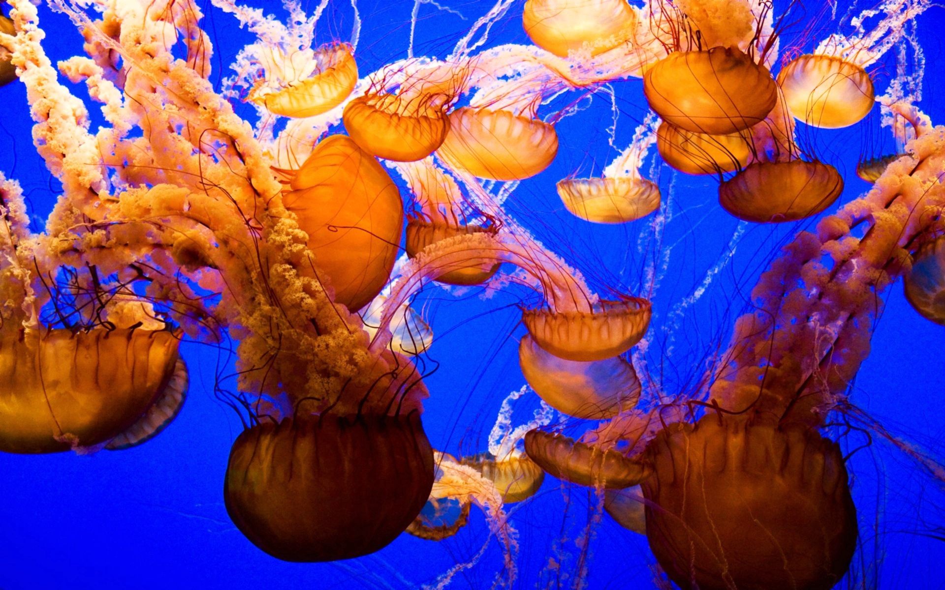 Download mobile wallpaper Animals, Ocean, Sea, Underwater World, Jellyfish for free.