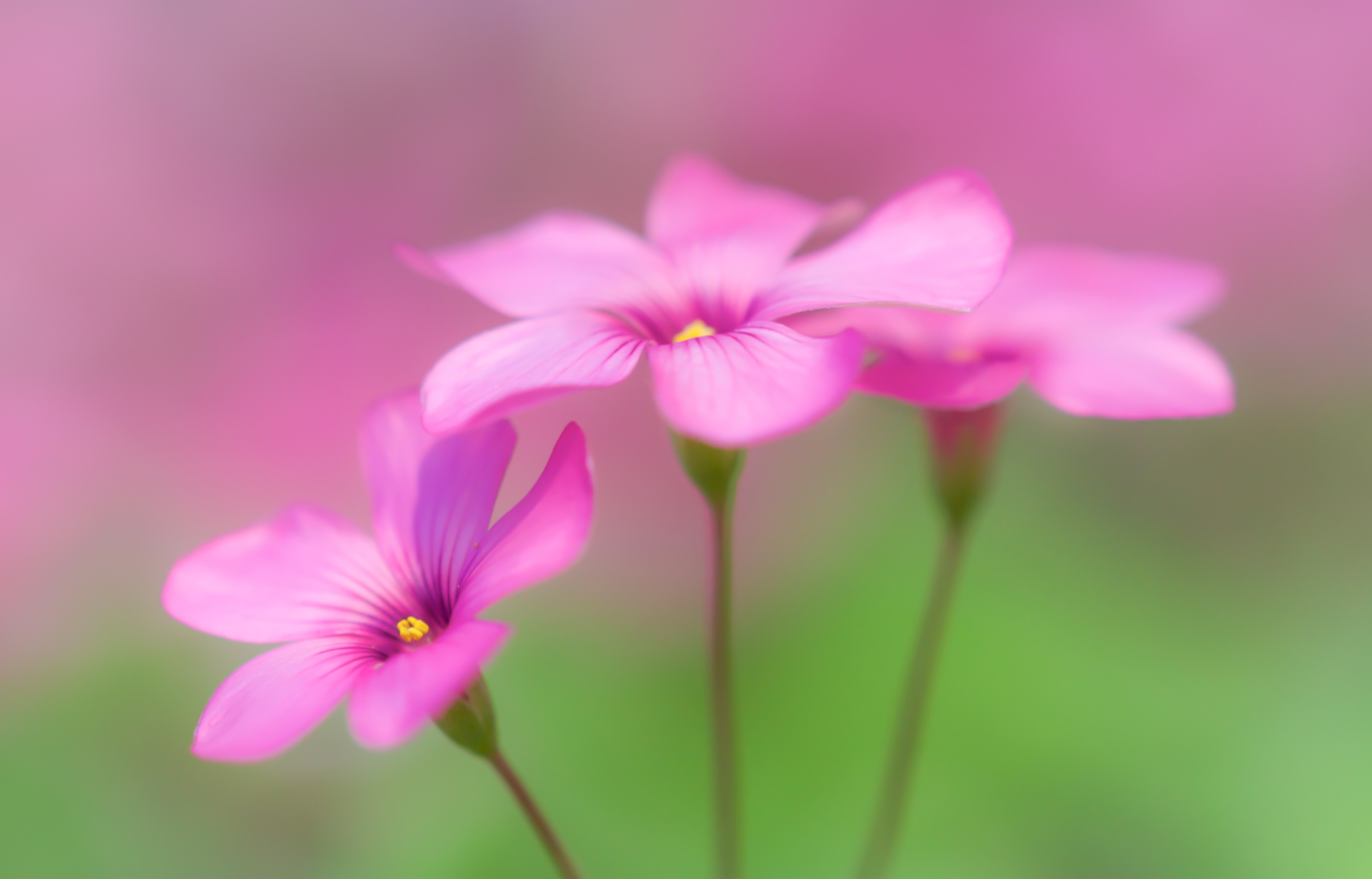 781287 下載圖片 自然, 酢浆草, 花, 微距, 粉红色的花 - 免費壁紙和屏保