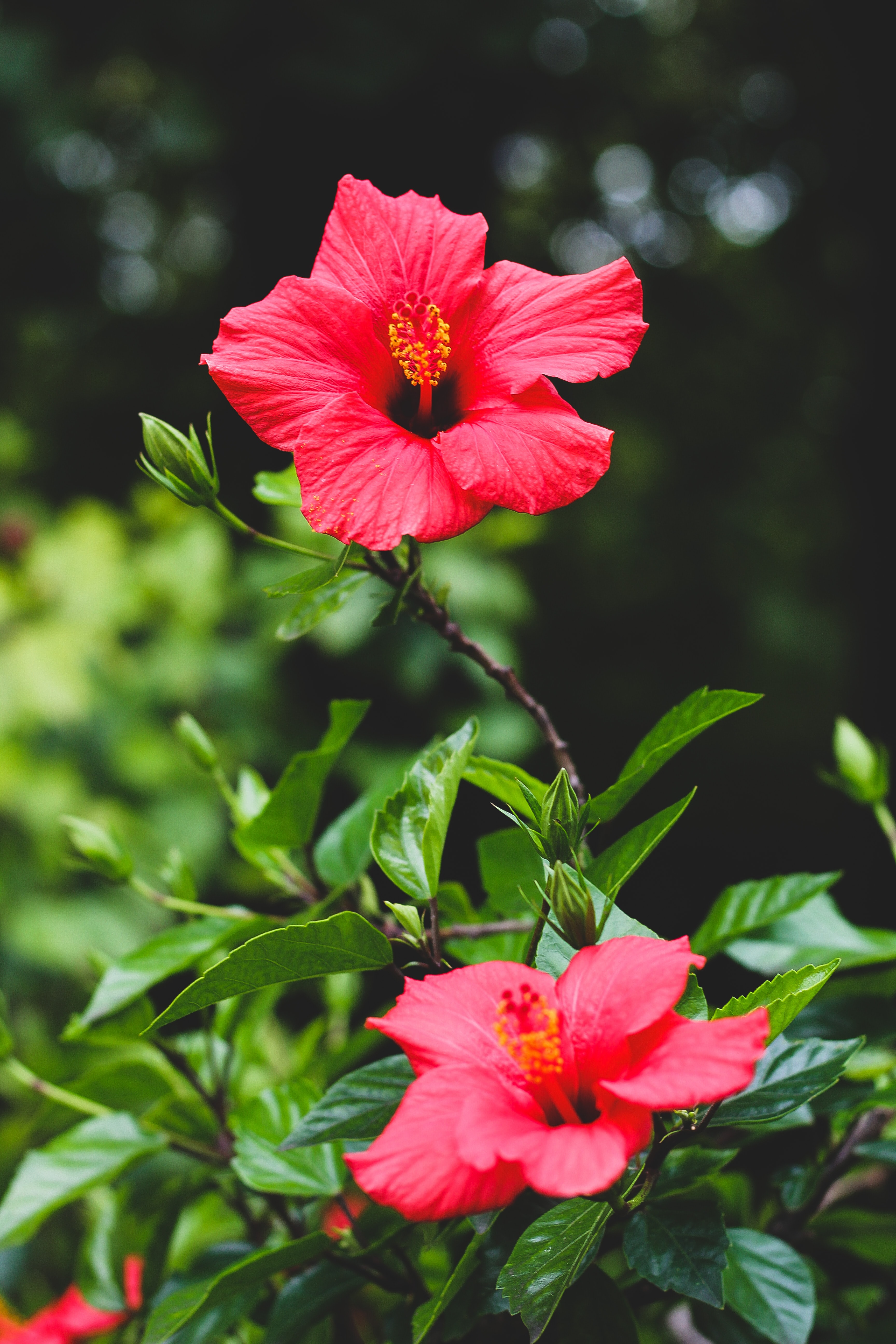 Hibiscus Tablet HD picture