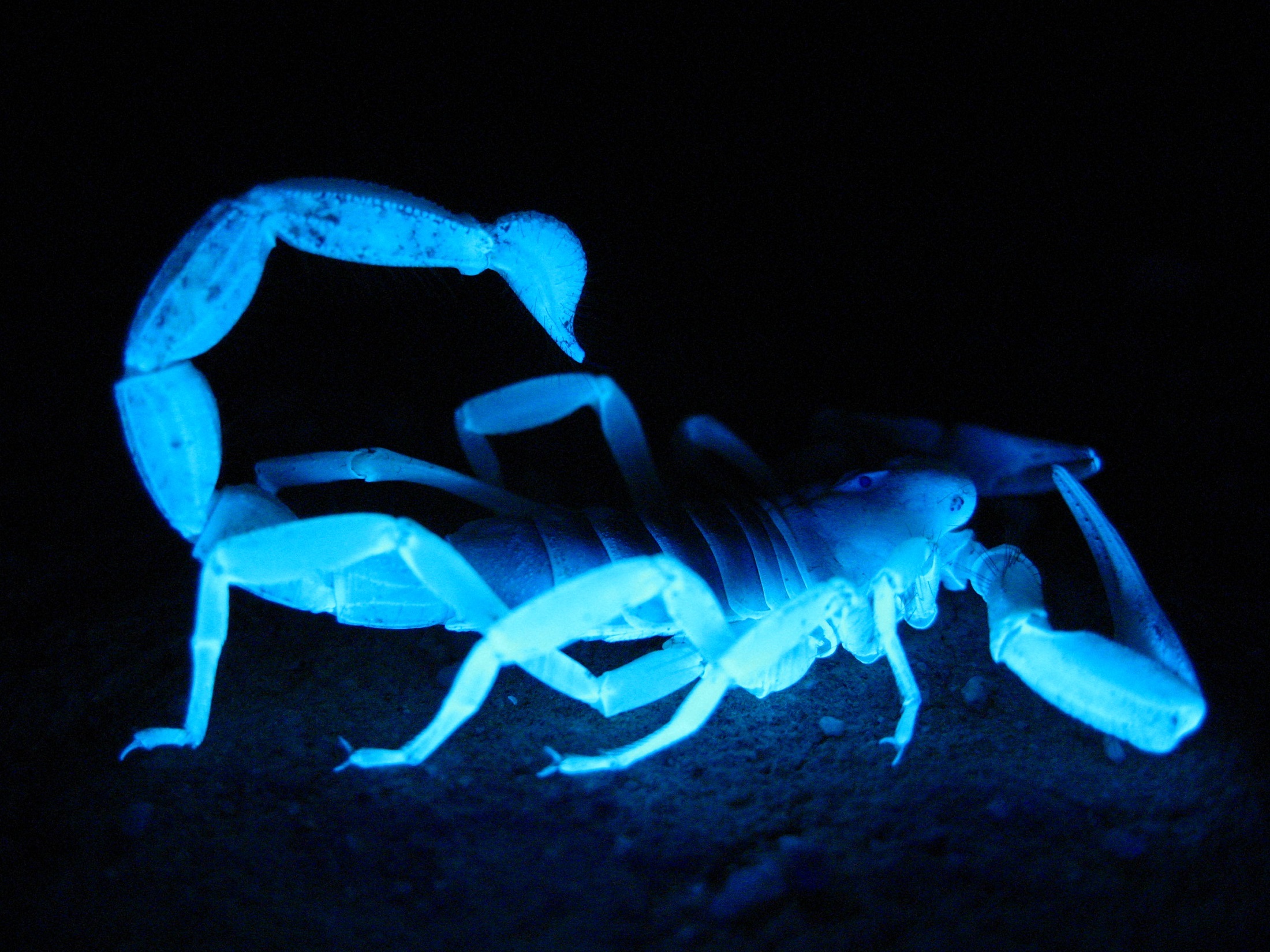 animal, scorpion, arachnid, blue