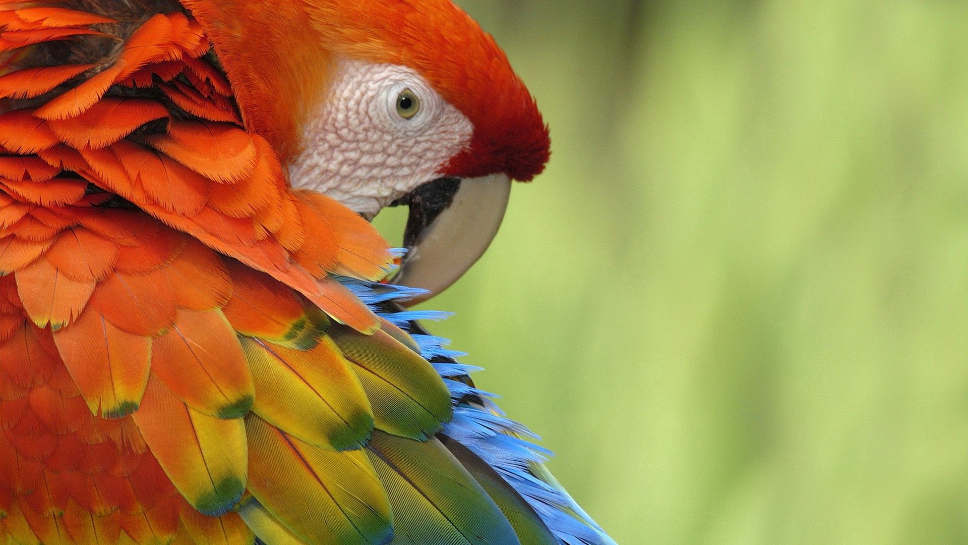 154303 завантажити картинку тварини, папуги, пір'я, птах, різнобарвний, строката, колір, забарвлення - шпалери і заставки безкоштовно