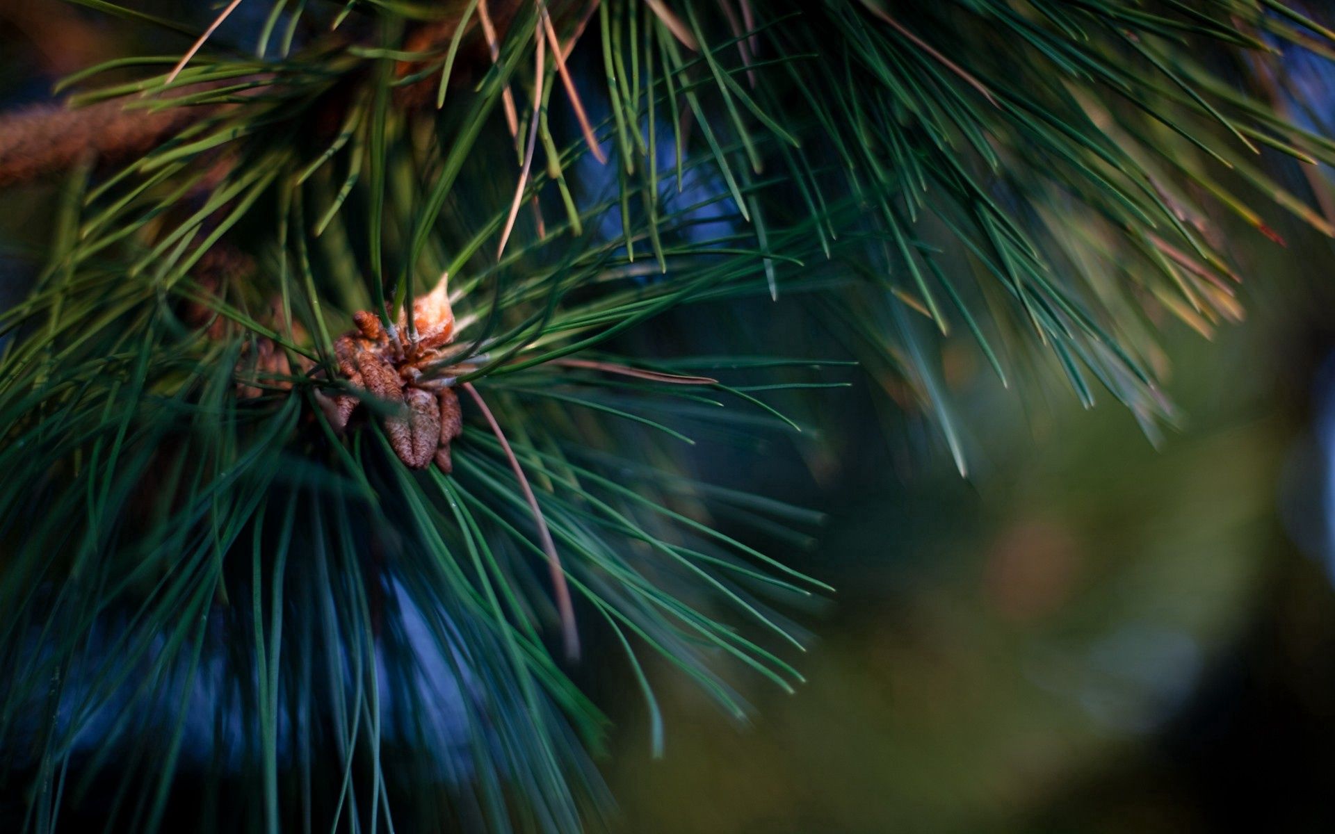 branch, needle, green, macro, spruce, fir, needles, resin for android