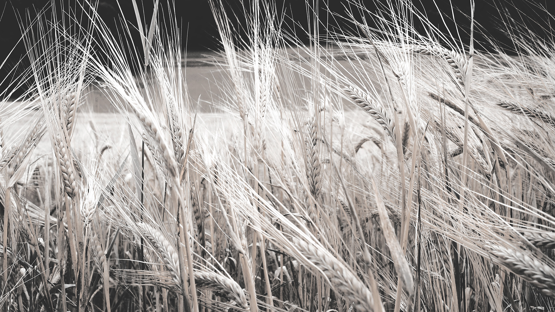 Пшеница на белом
