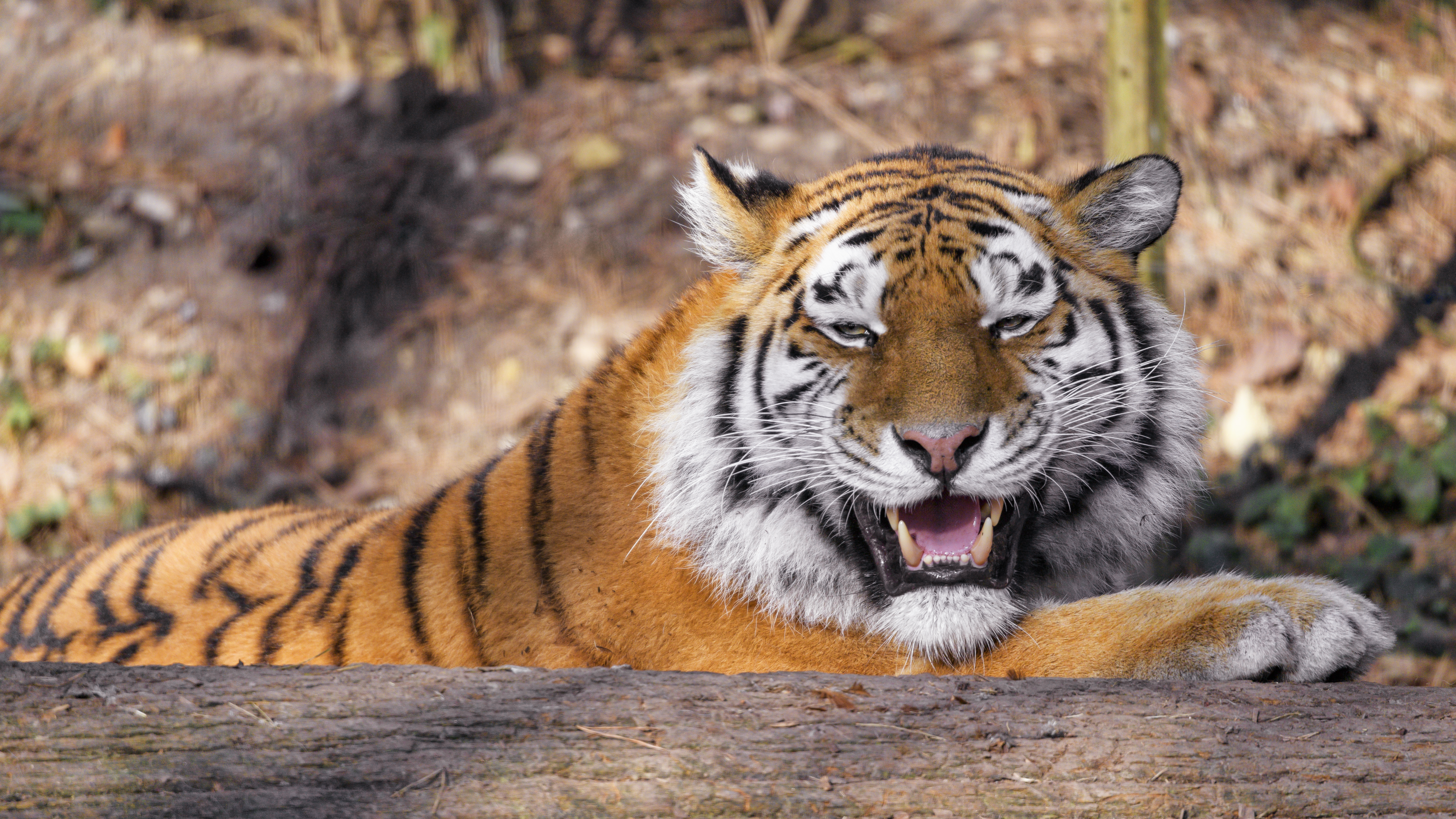 Download mobile wallpaper Animals, Fangs, Predator, Animal, Big Cat, Tiger for free.