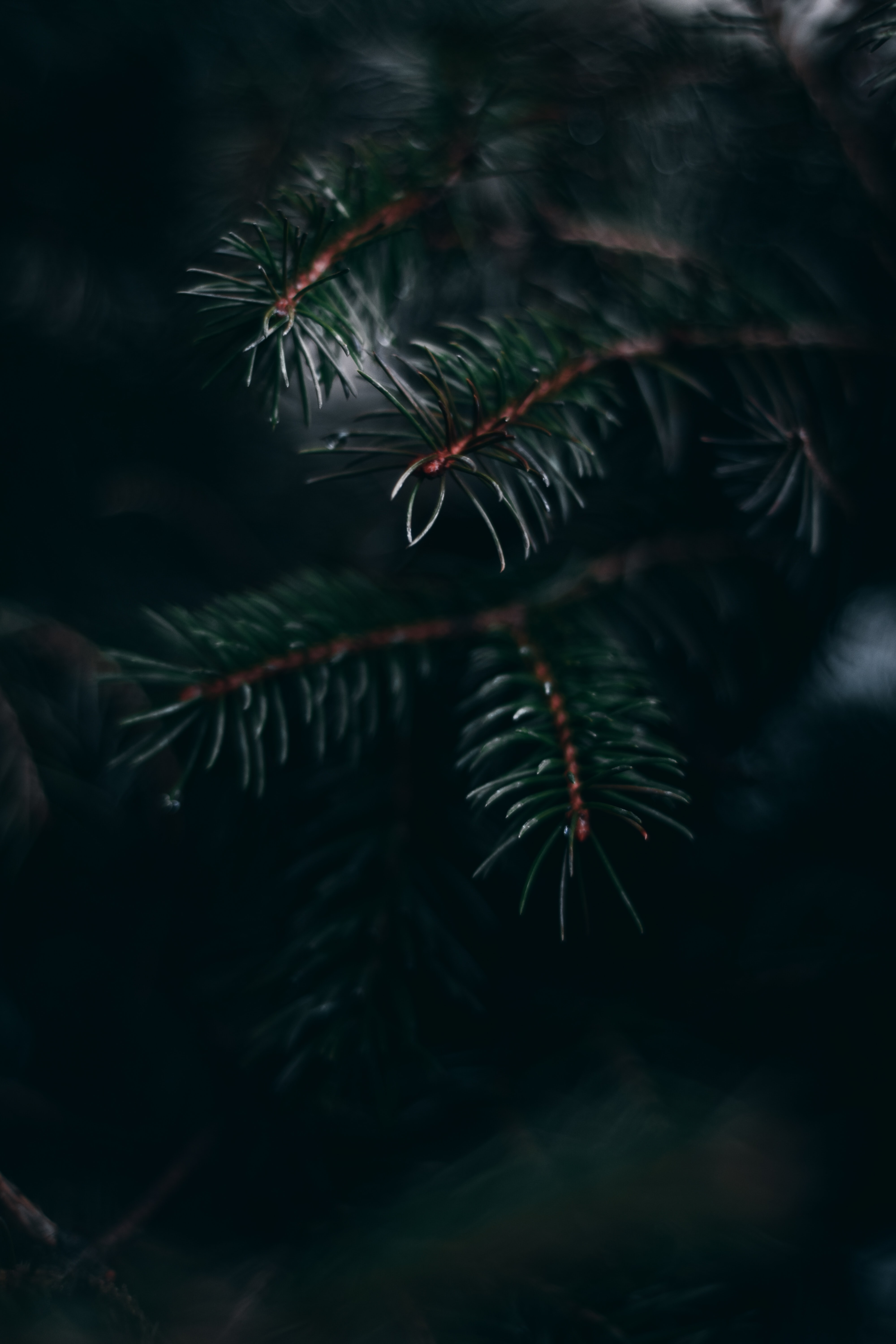 needles, green, pine, plant, macro, branch Phone Background