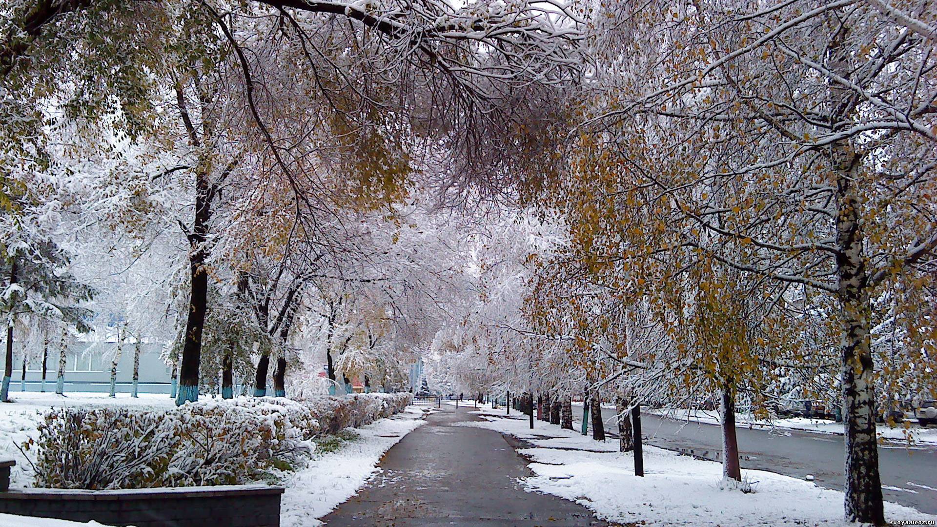 landscape, trees, streets, snow, gray
