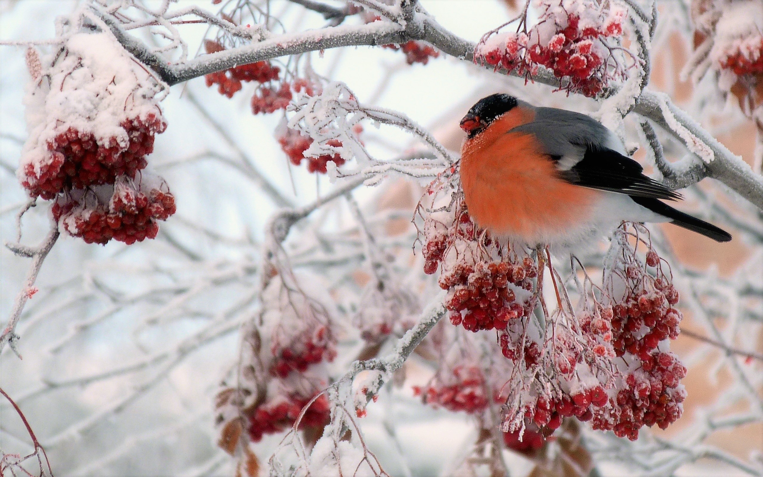 branch, animal, bullfinch, berry, bird, ice, snow, winter, birds Phone Background