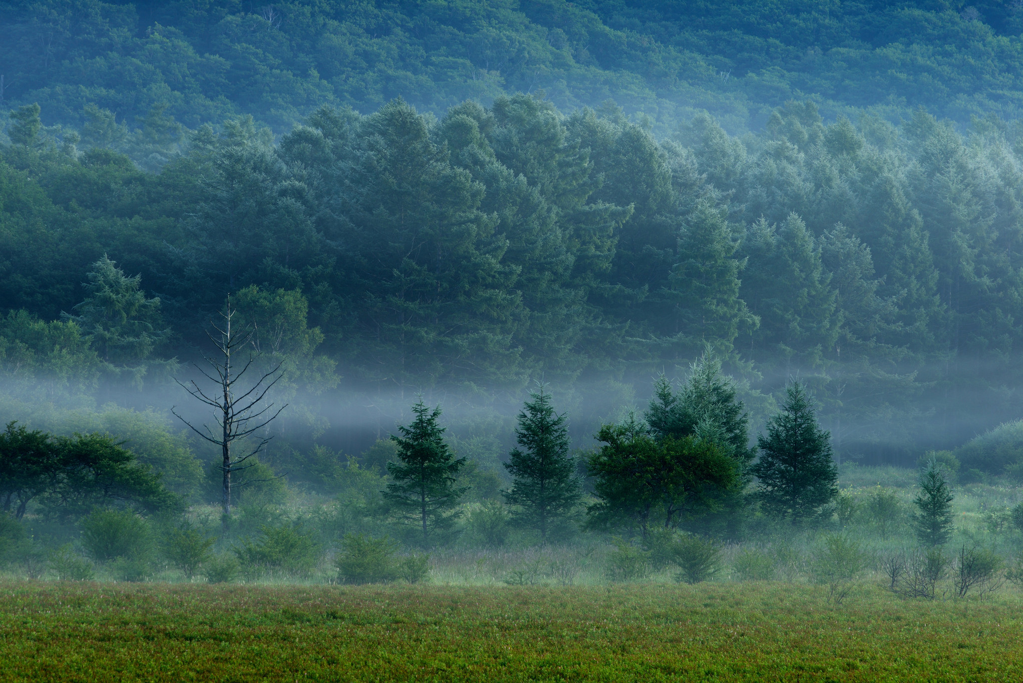 grass, forest, nature, trees, fog