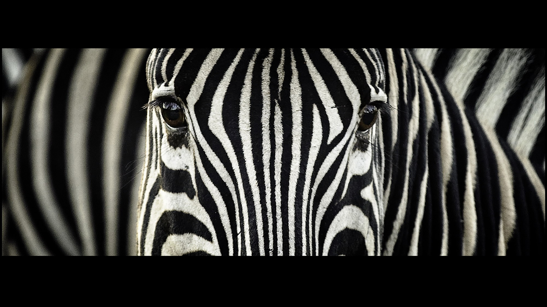 567907 baixar papel de parede animais, zebra - protetores de tela e imagens gratuitamente