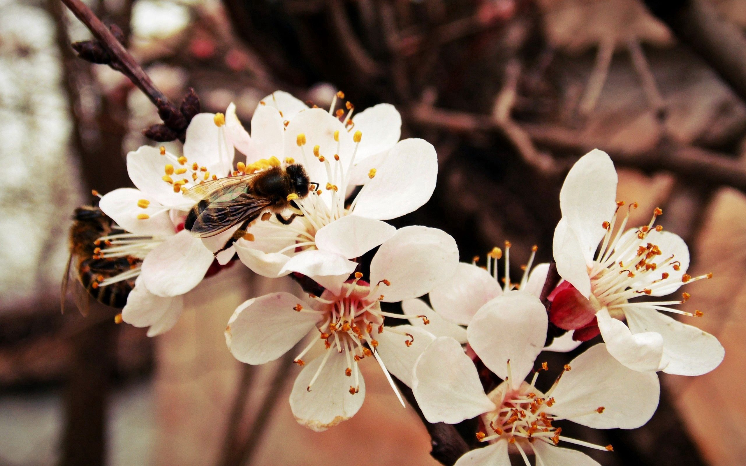 Laden Sie das Makro, Zweig, Ast, Biene, Blume-Bild kostenlos auf Ihren PC-Desktop herunter