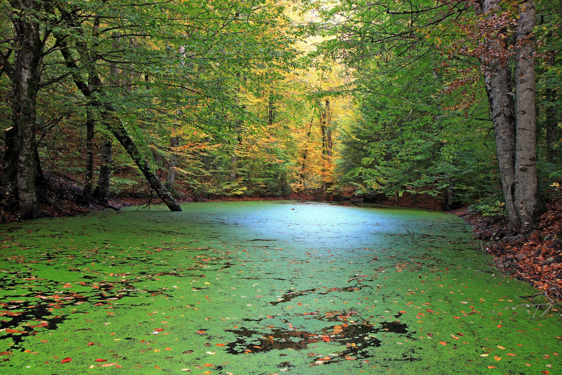 Озеро в лиственном лесу