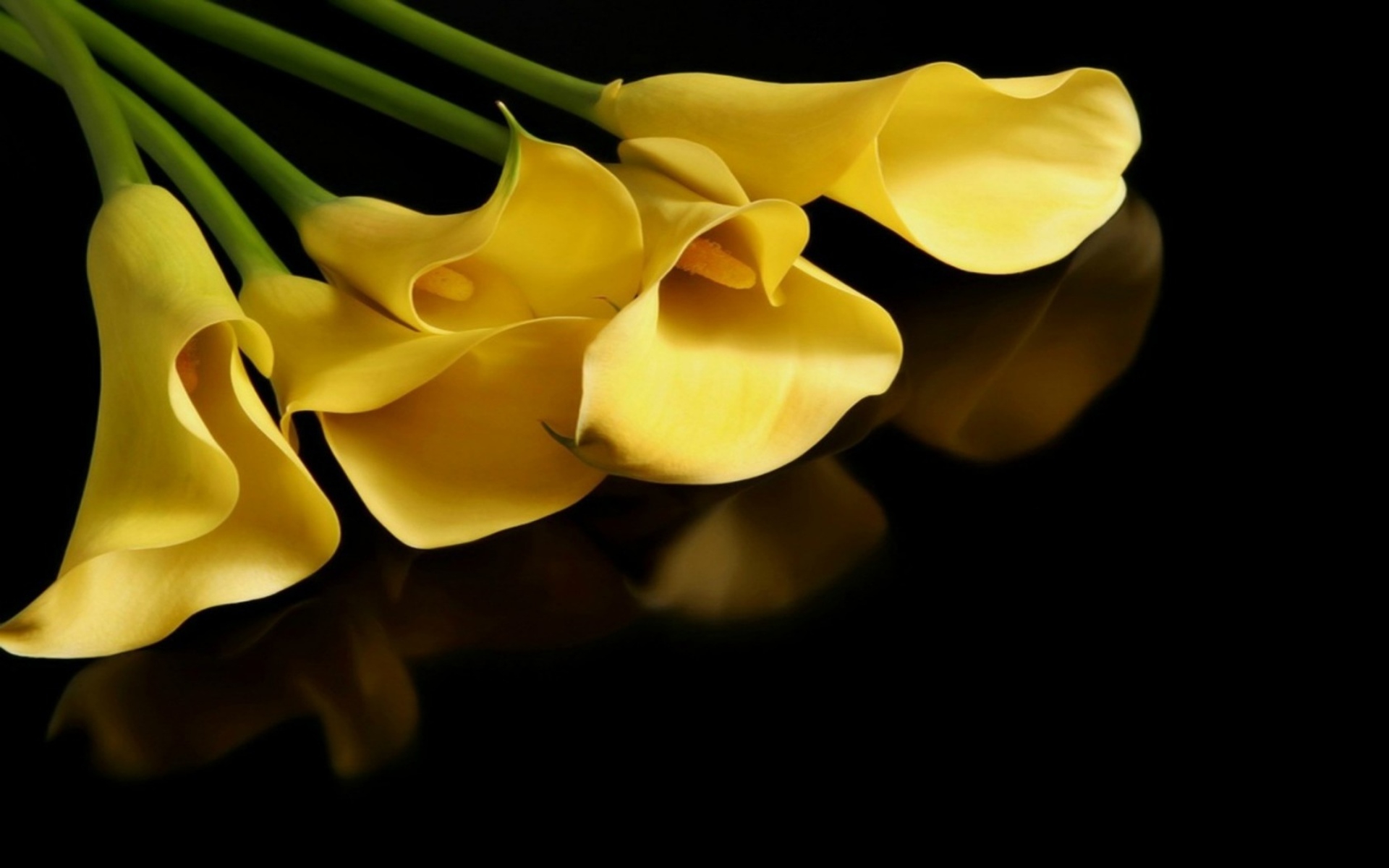 calla lily, earth, flower, yellow flower, flowers