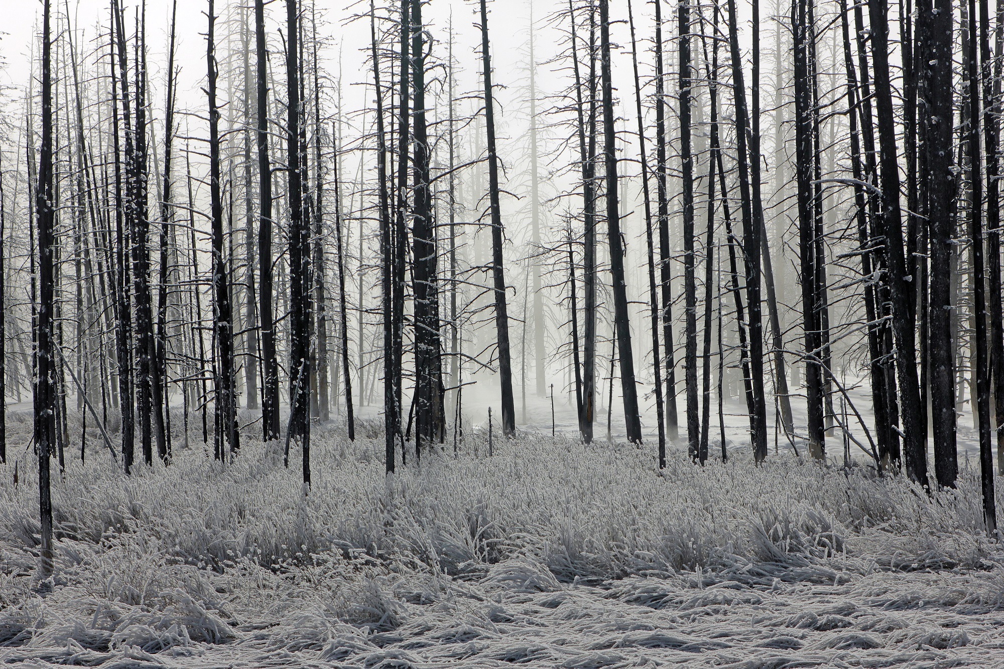 Холодный лес