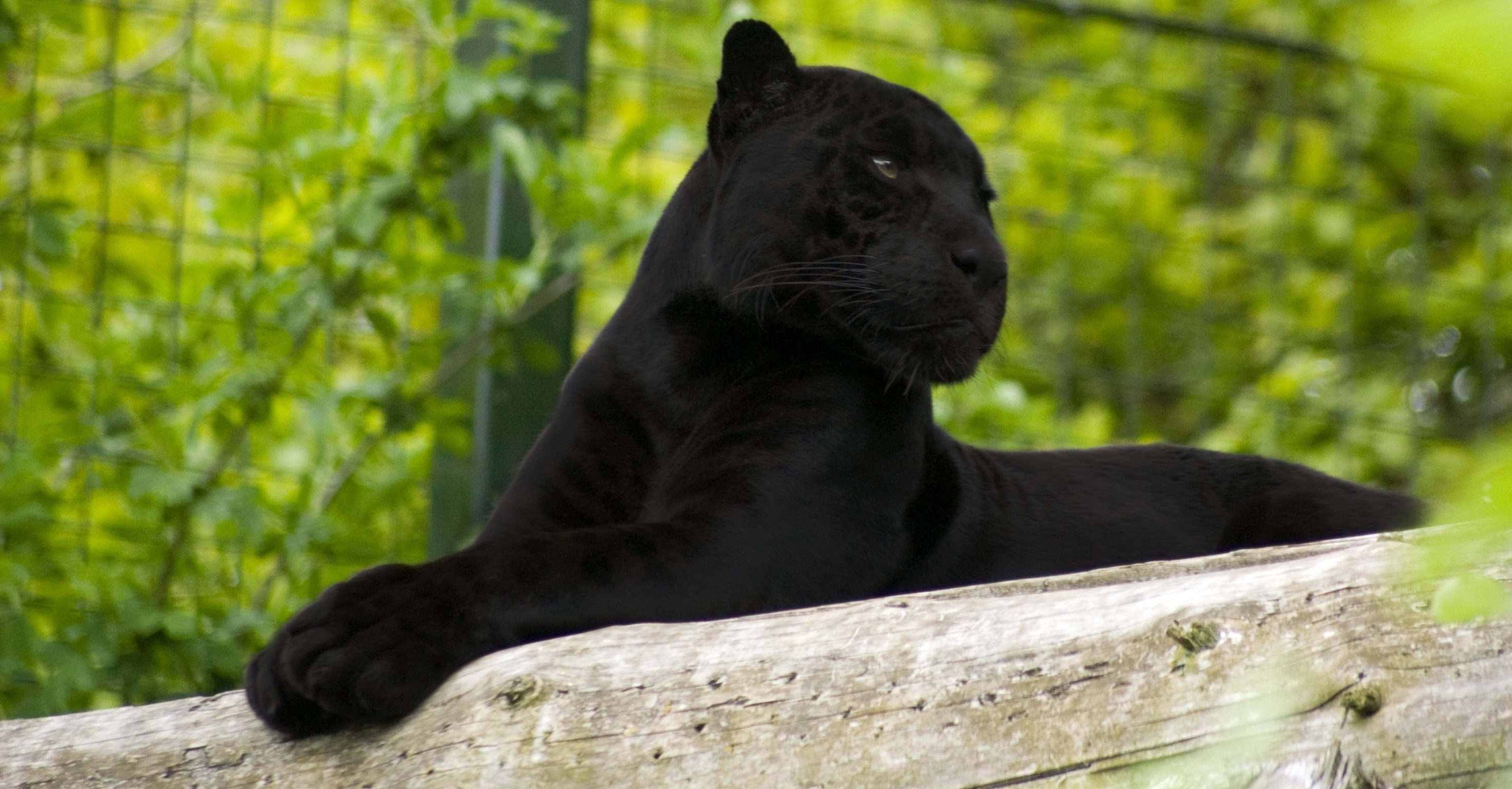 Free download wallpaper Animals, To Lie Down, Lie, Paws, Big Cat, Panther on your PC desktop