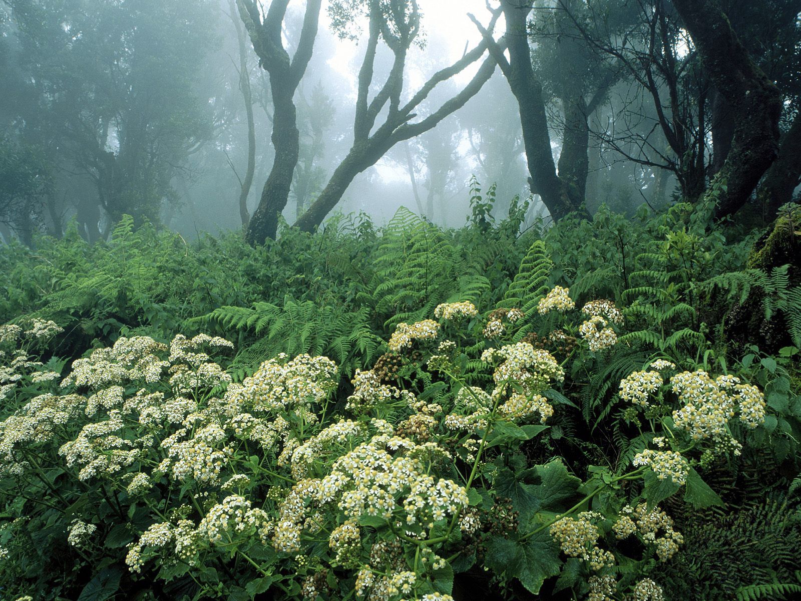 Laden Sie das Vegetation, Natur, Bäume, Spanien, Wald, Blumen-Bild kostenlos auf Ihren PC-Desktop herunter