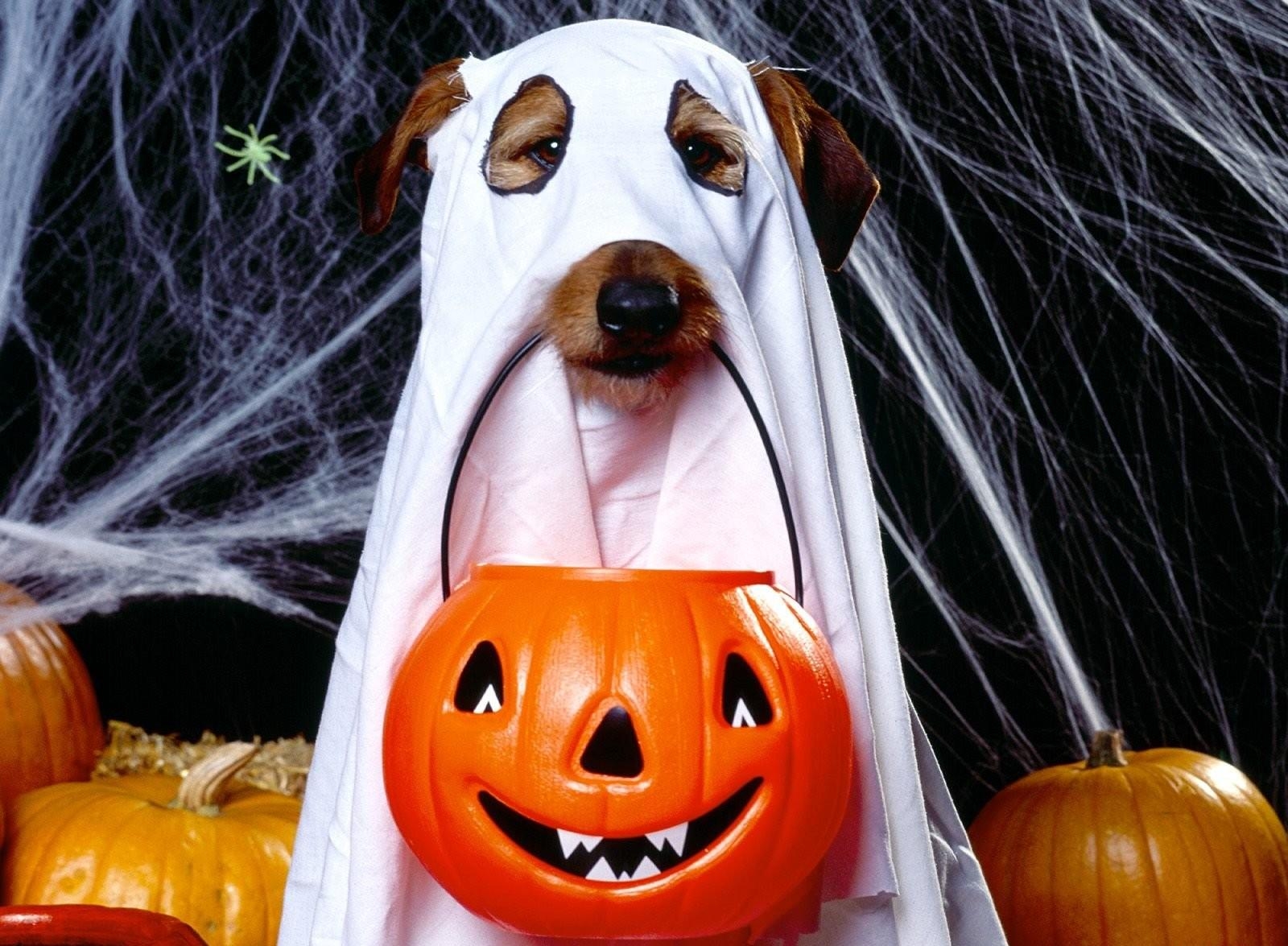 105032 скачать обои хэллоуин, праздники, паутина, собака, праздник, приведение, фонарь джека - заставки и картинки бесплатно