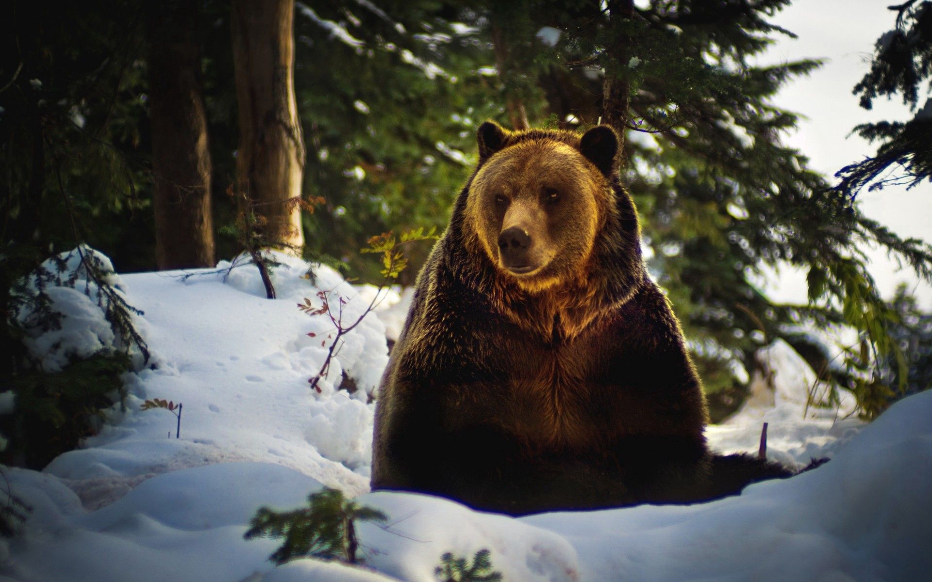 Скачати мобільні шпалери Сніг, Ліс, Тварини, Ведмідь безкоштовно.