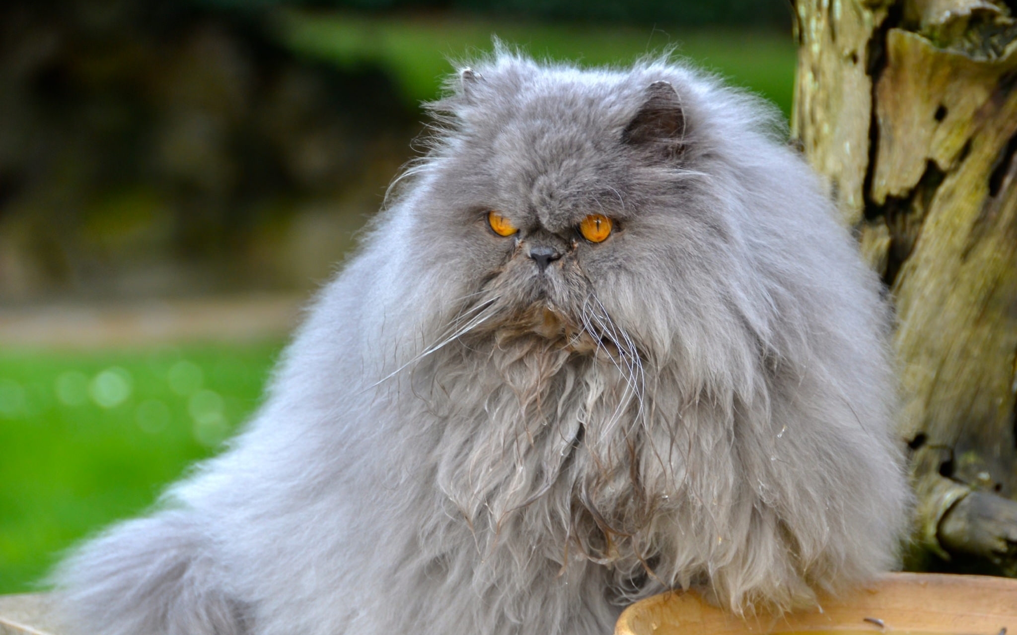 Laden Sie das Persische Katze, Wütend, Tiere, Der Kater, Flauschige, Katze-Bild kostenlos auf Ihren PC-Desktop herunter
