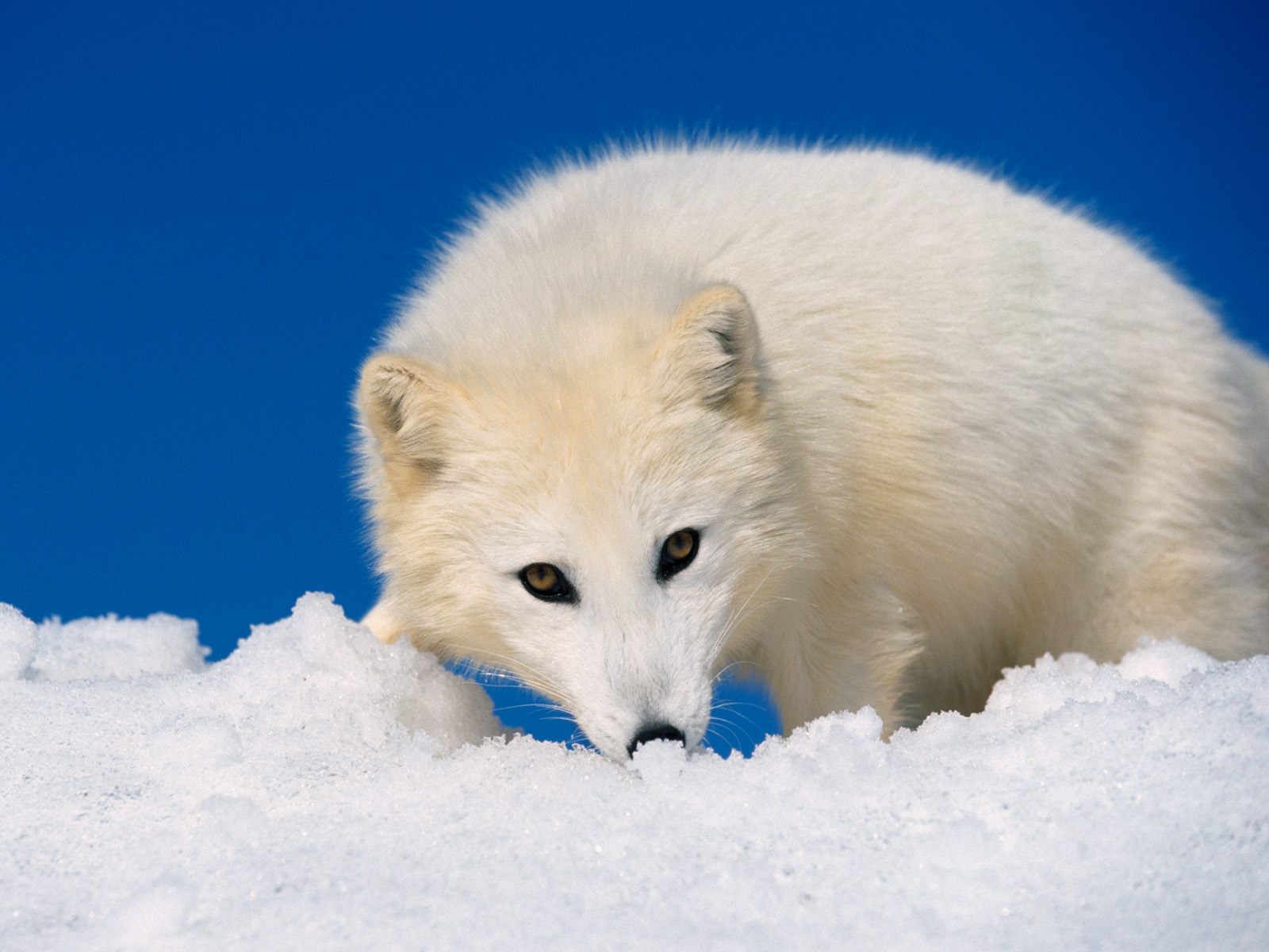 animal, arctic fox wallpaper for mobile