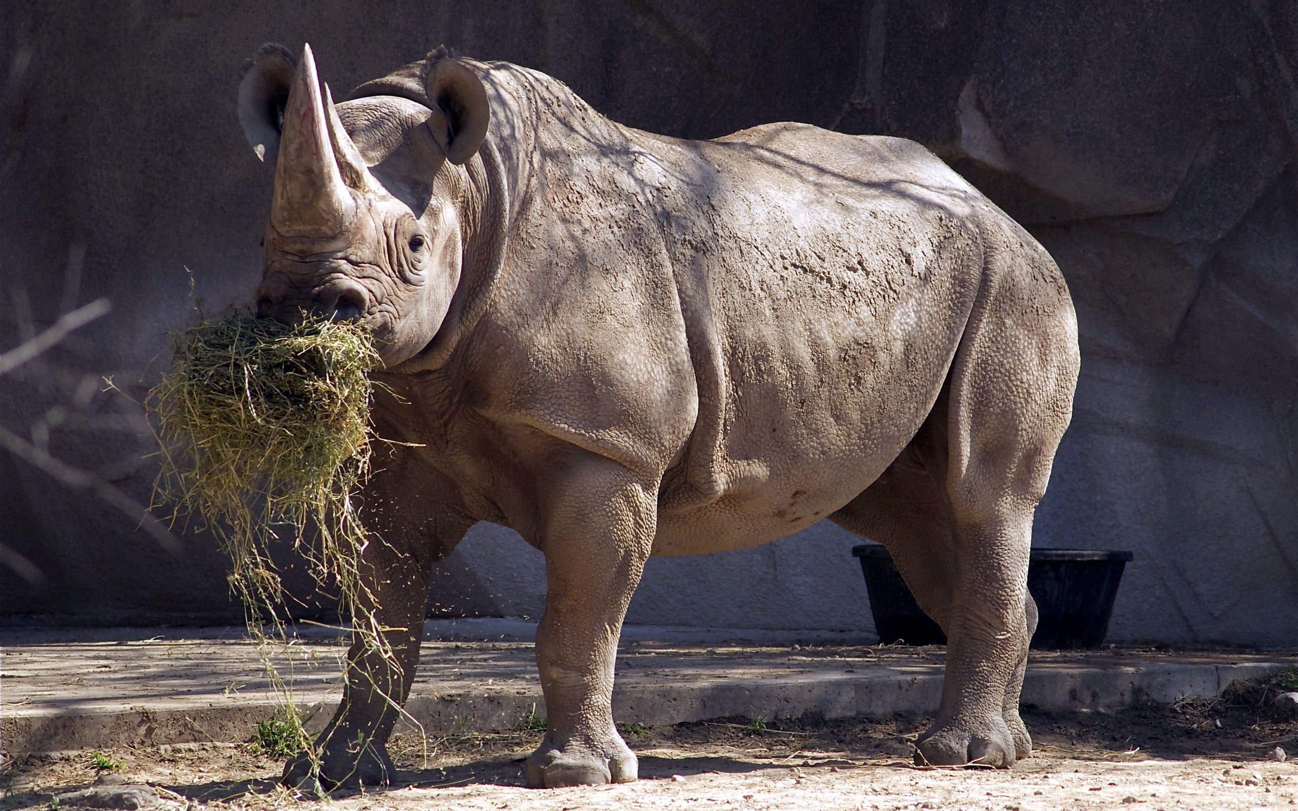 animals, grass, large, big, rhinoceros, reserve