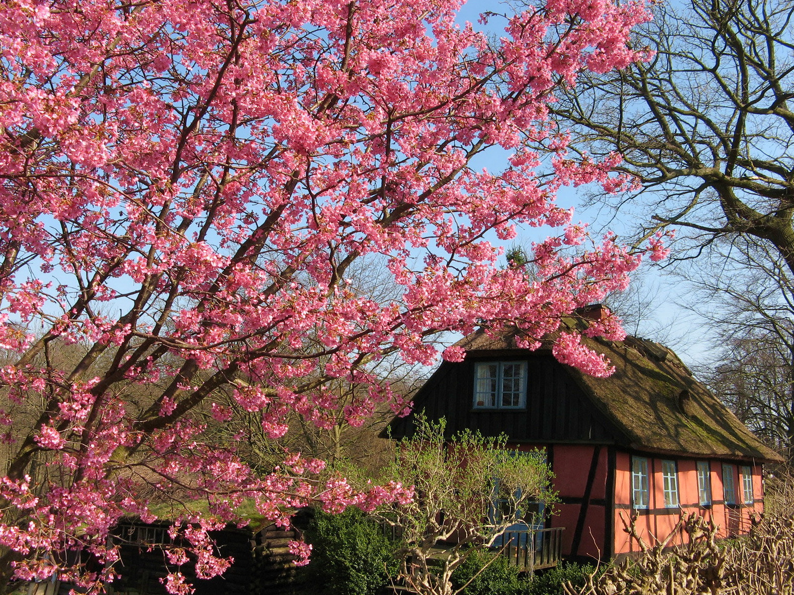 Дом за городом Весна цветут деревья