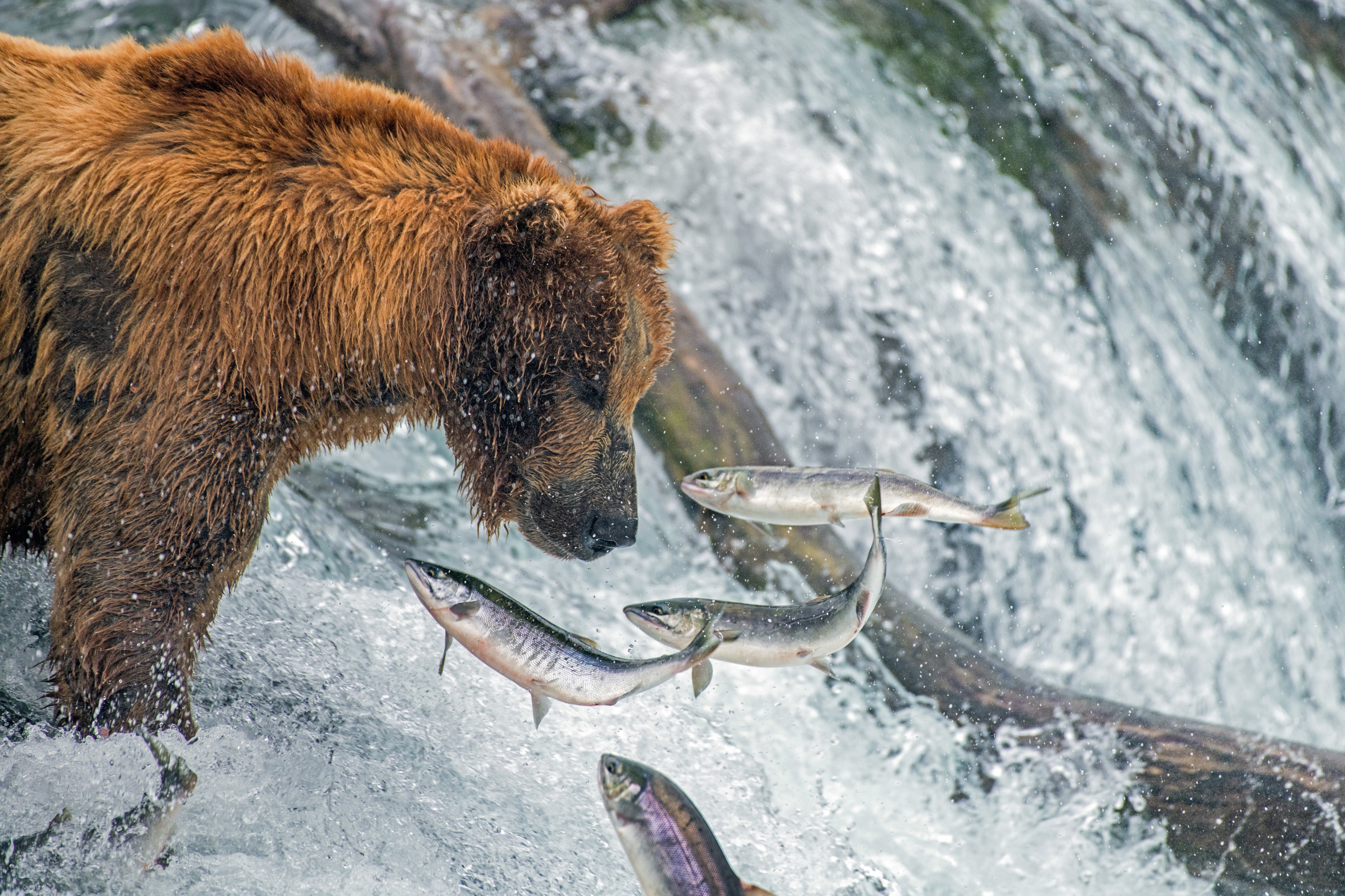 505356 descargar fondo de pantalla animales, grizzly, oso pardo, osos: protectores de pantalla e imágenes gratis