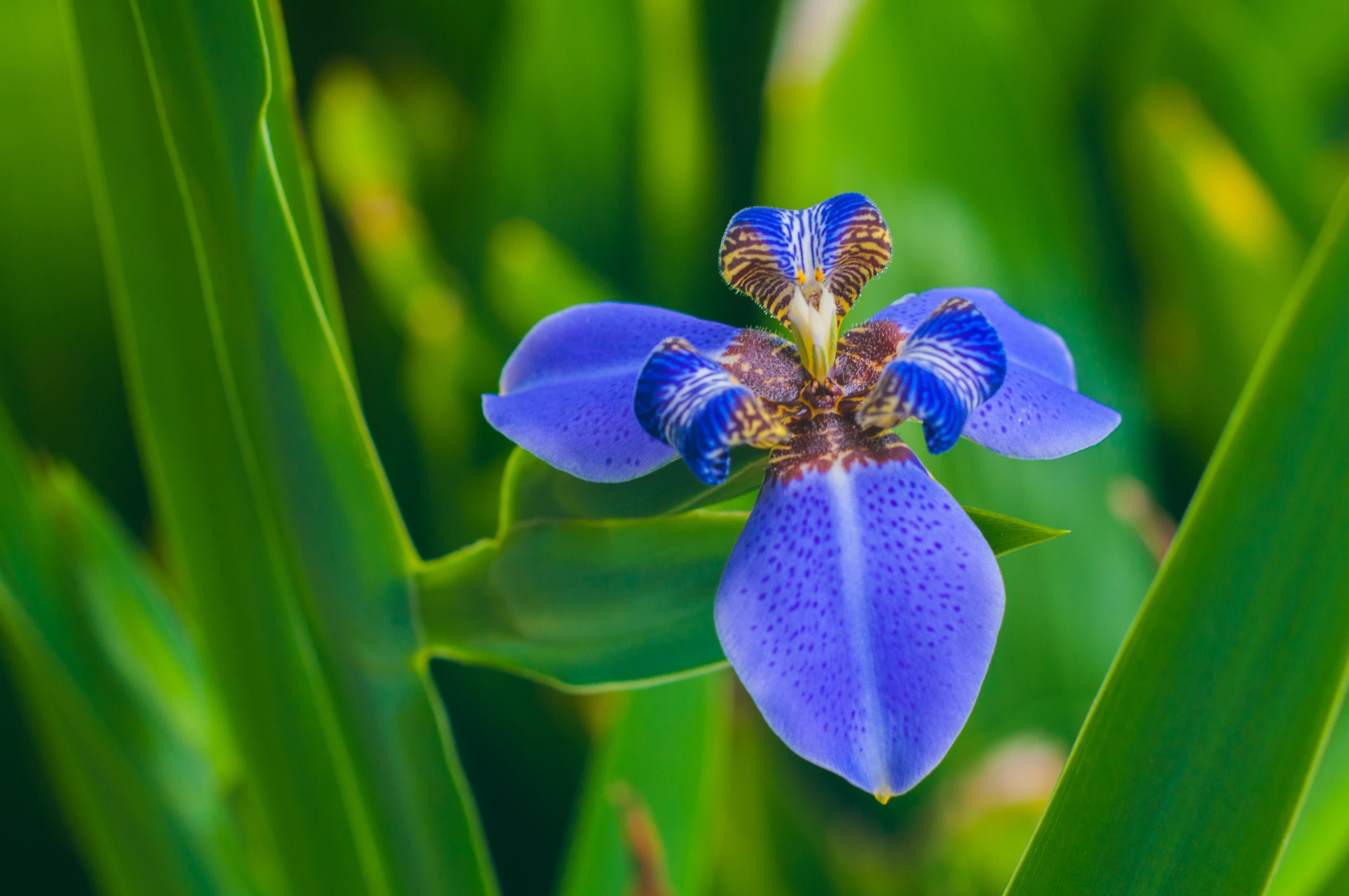 Download mobile wallpaper Iris, Petals, Flowers, Flower for free.