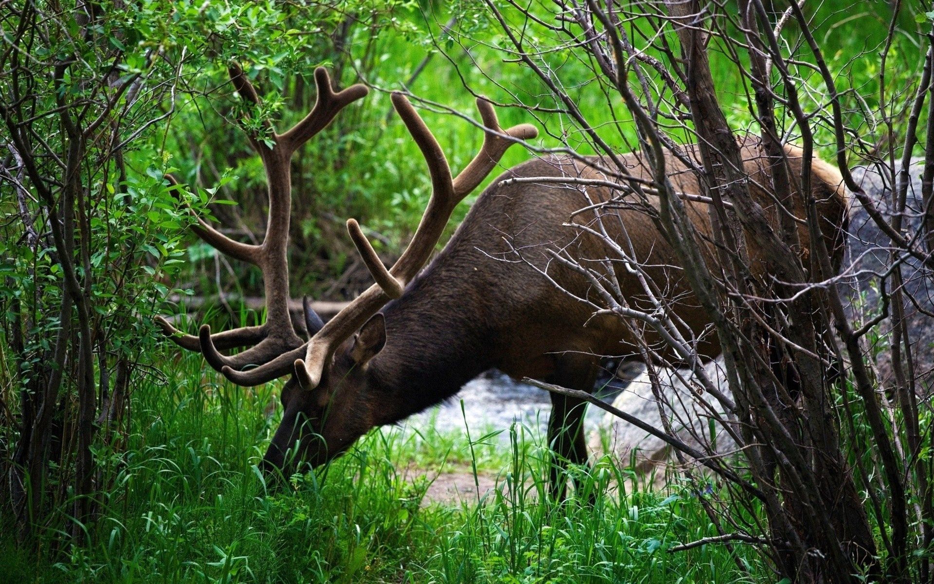 animals, grass, blur, smooth, branches, deer, climb, horns Full HD